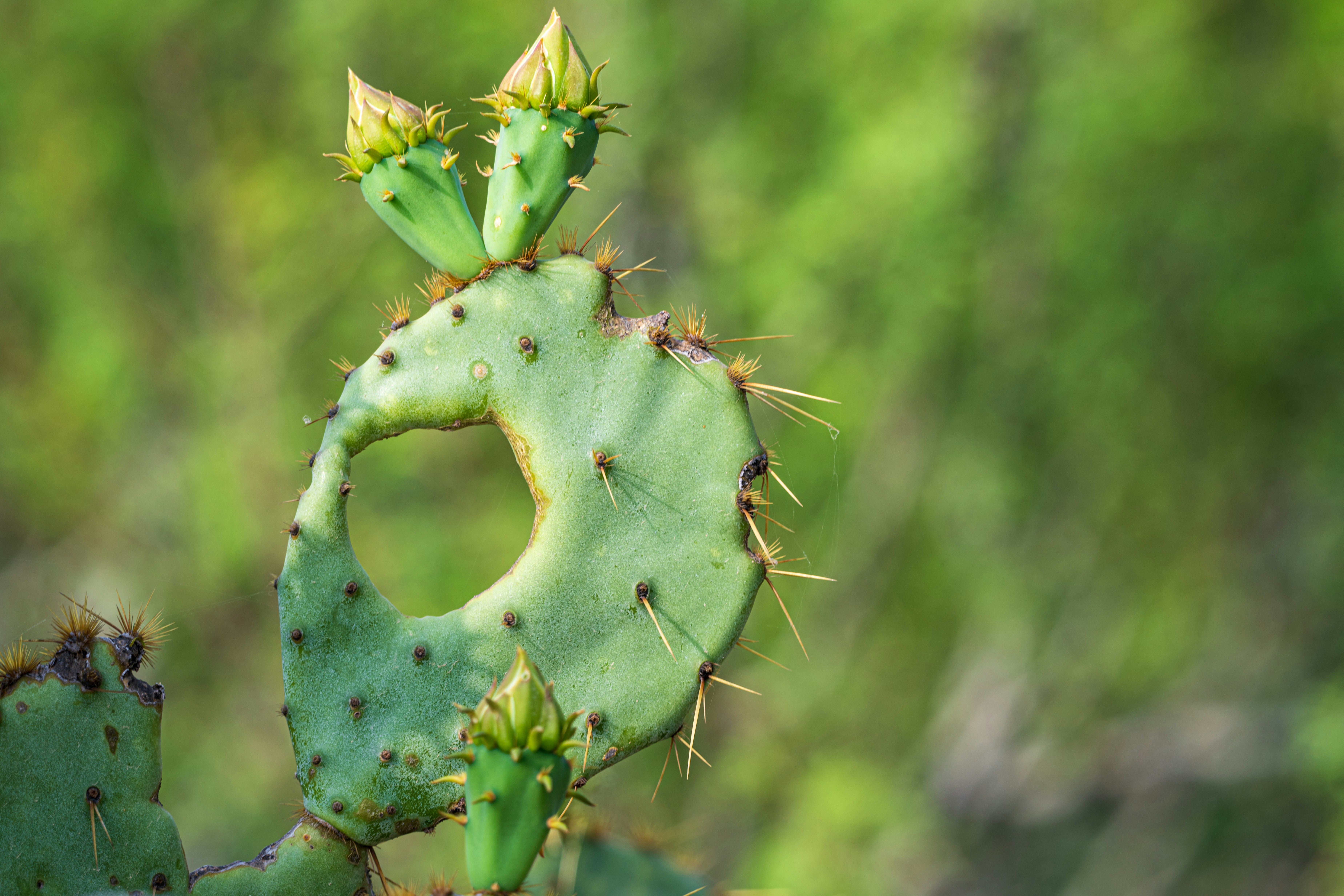 a close up of a cactus with a green background