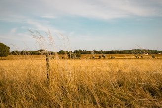 a tall grass field with a fence in the background