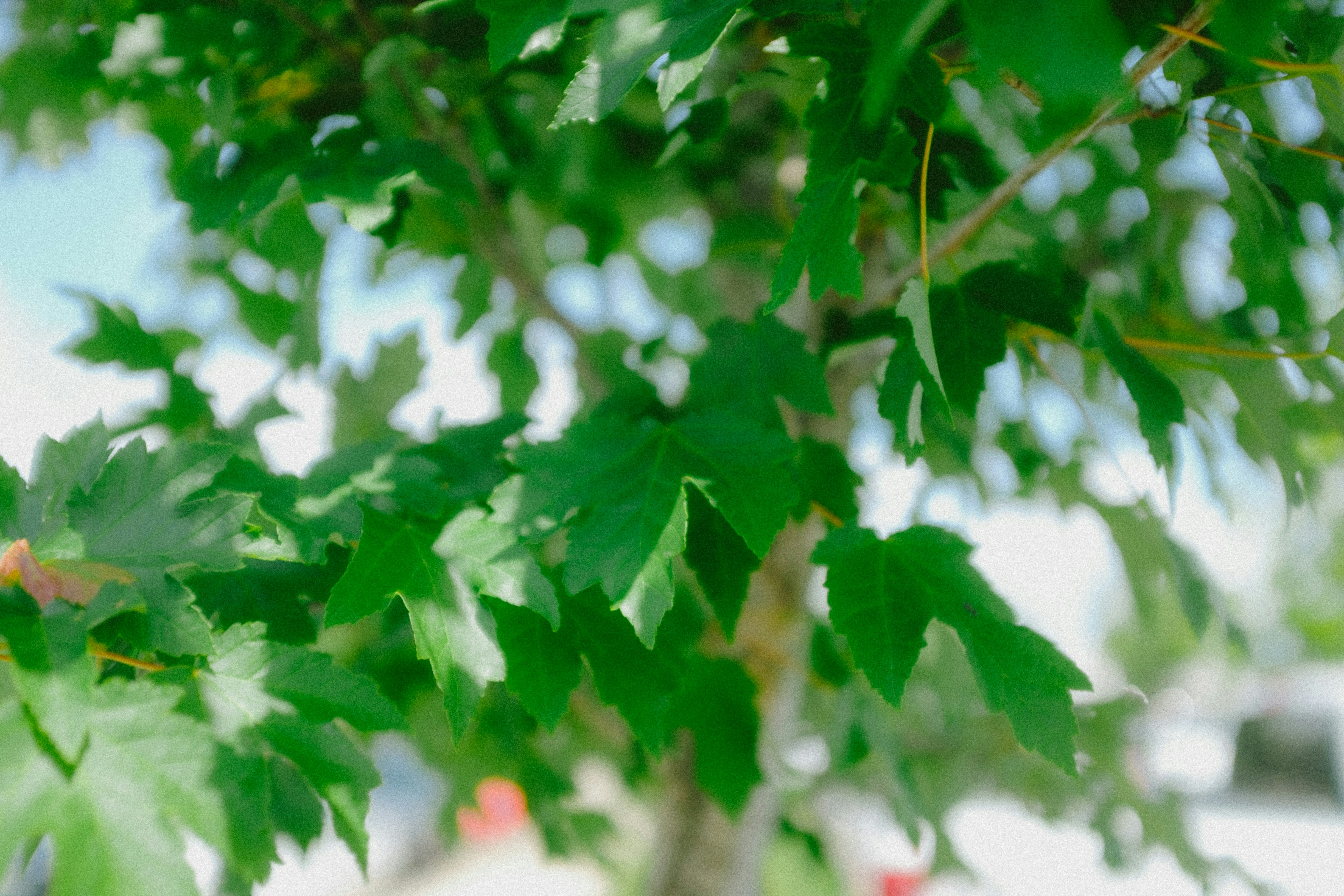 Photo by jessemyersart