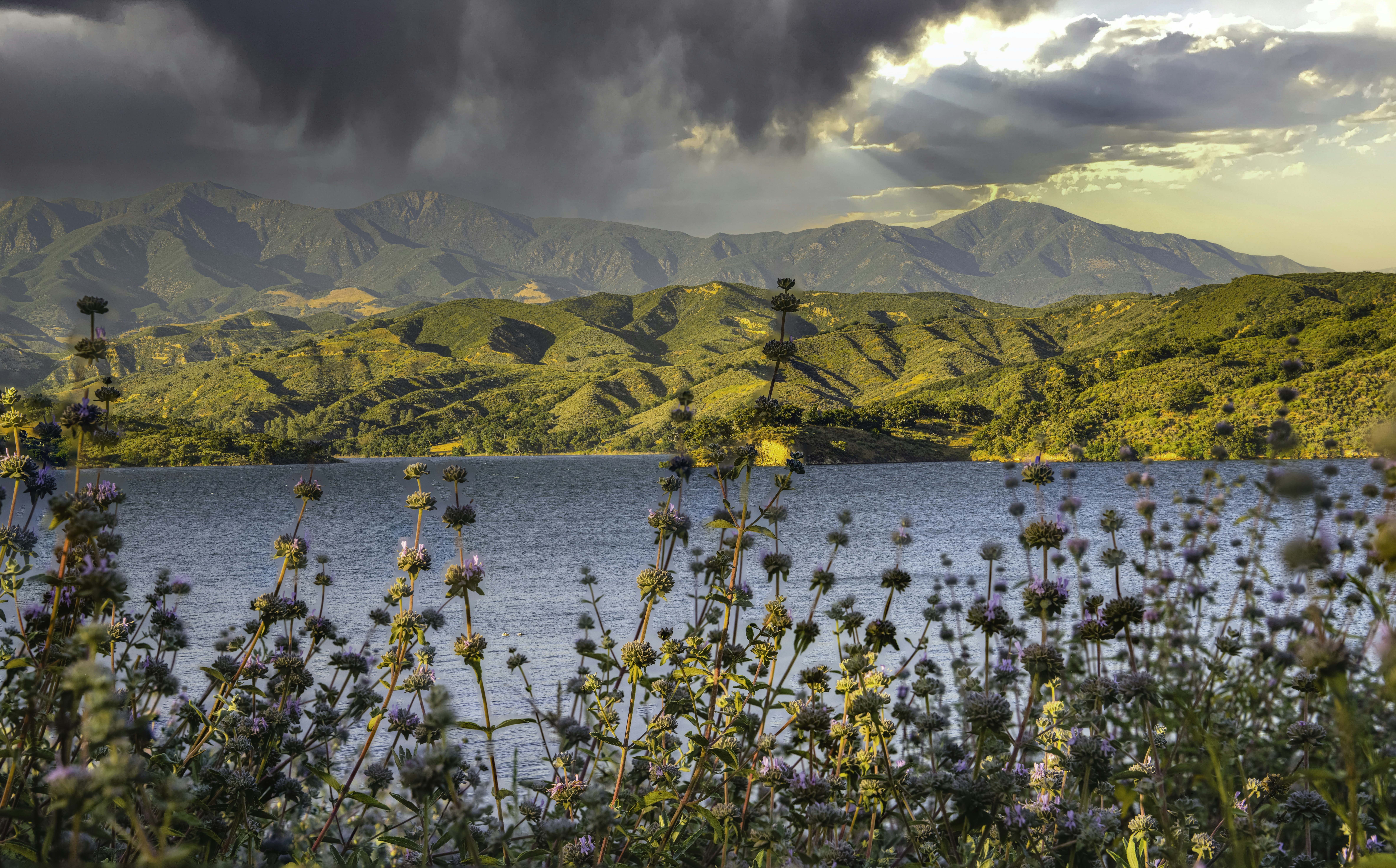 Image by Vinu T via Unsplash