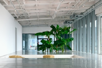 a large plant in a large room with lots of windows