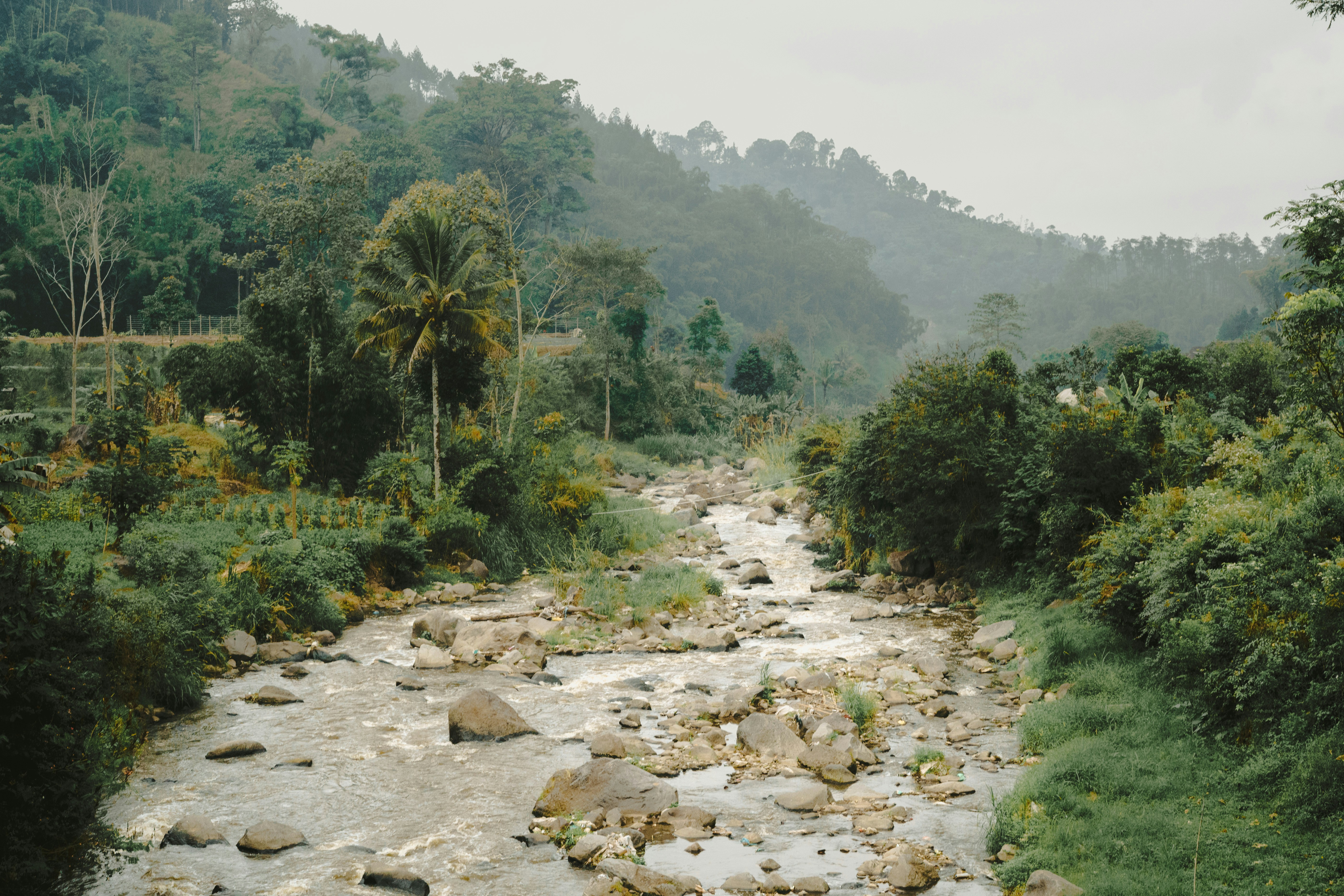 a river running through a lush green forest