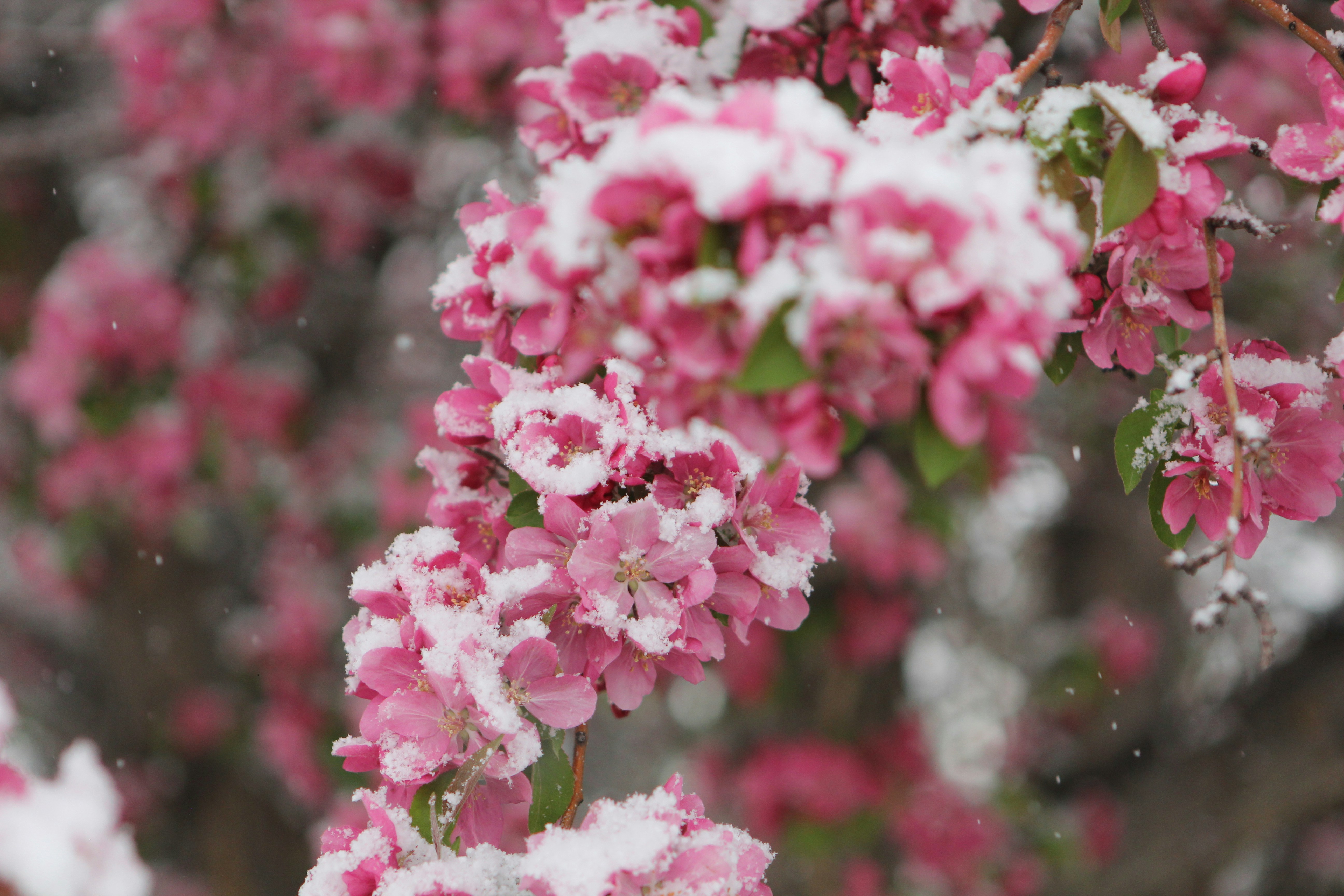 Photo by judy_beth_morris_idaho