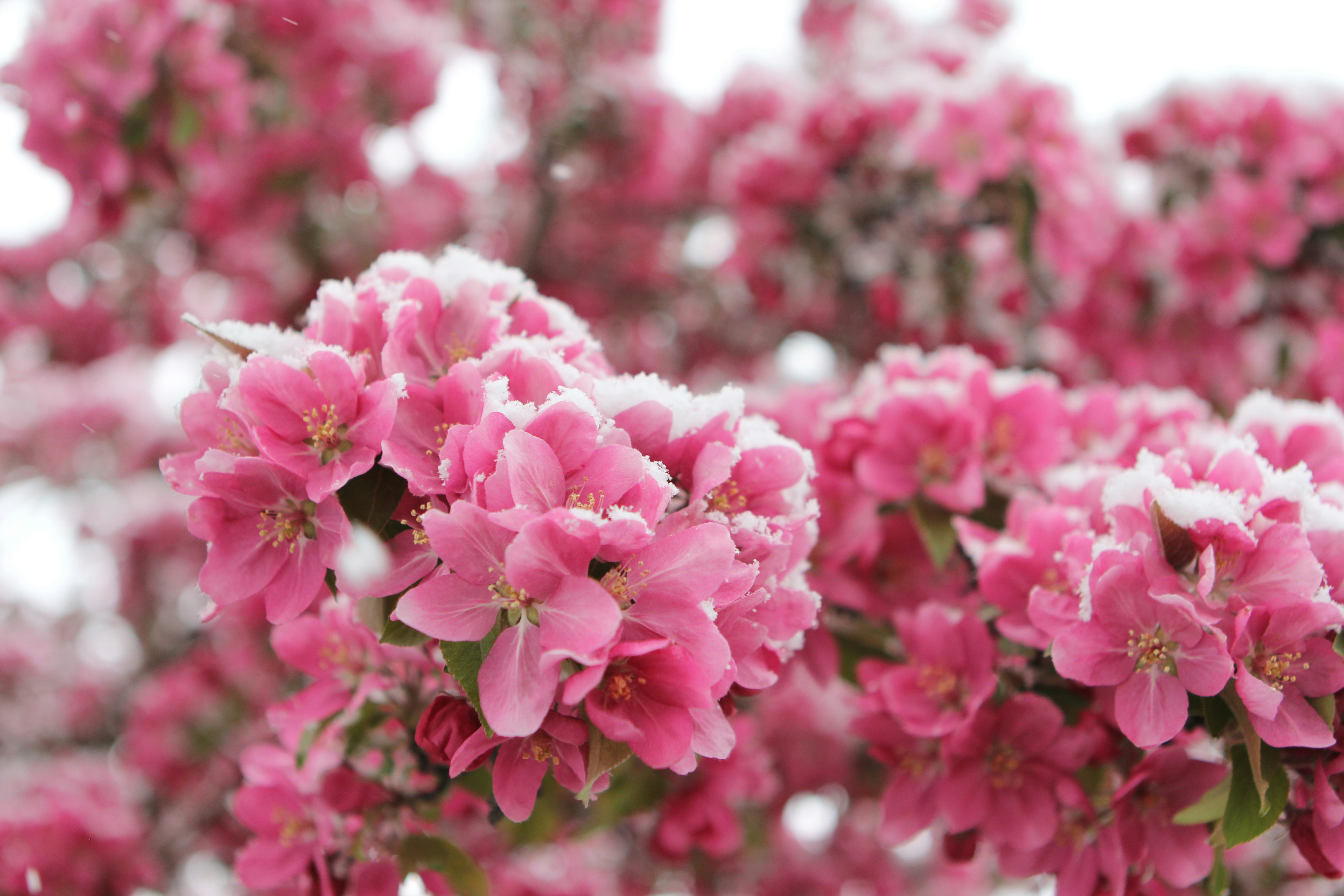 Photo by judy_beth_morris_idaho