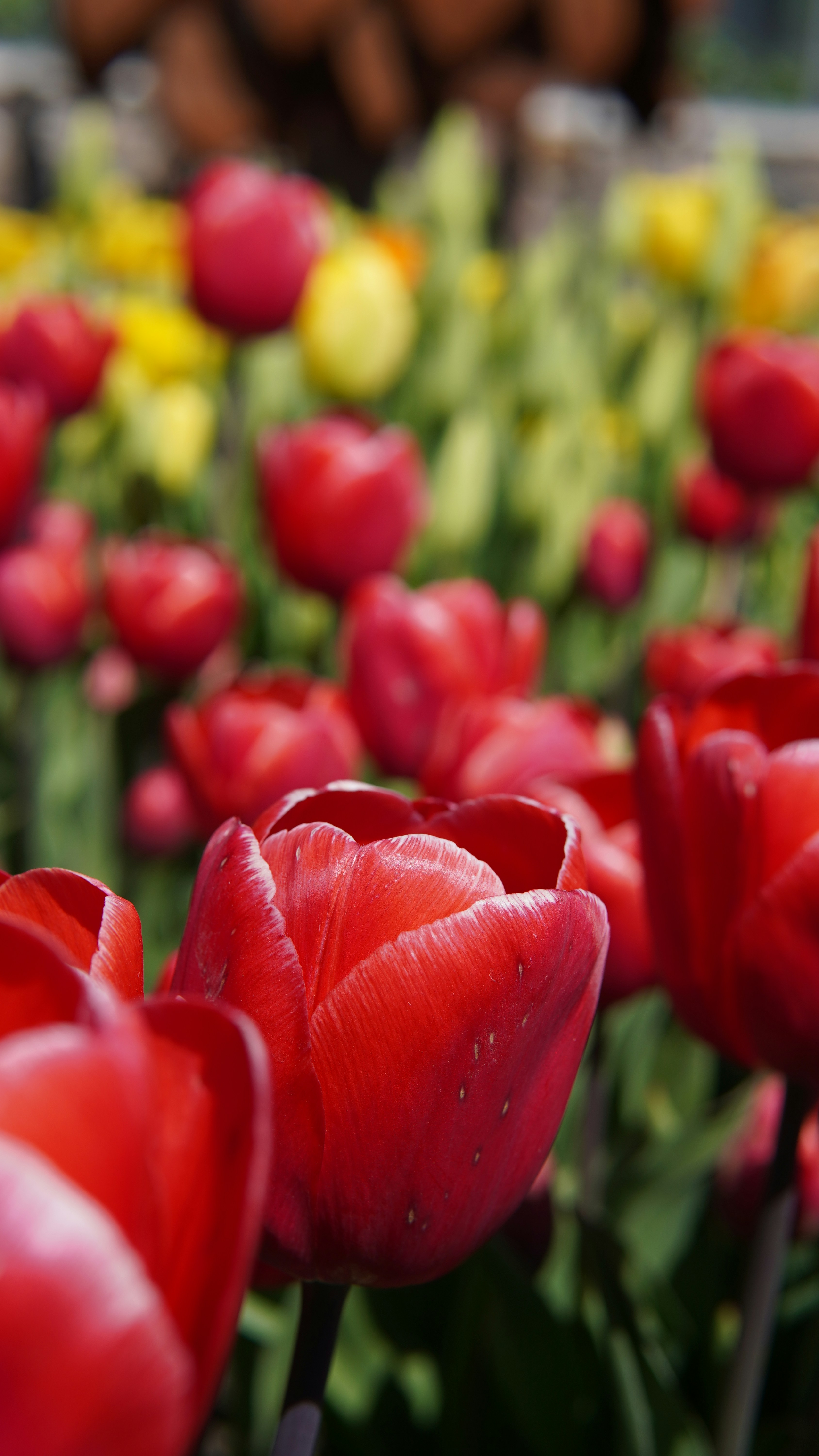 Photo by shijin_bensinger