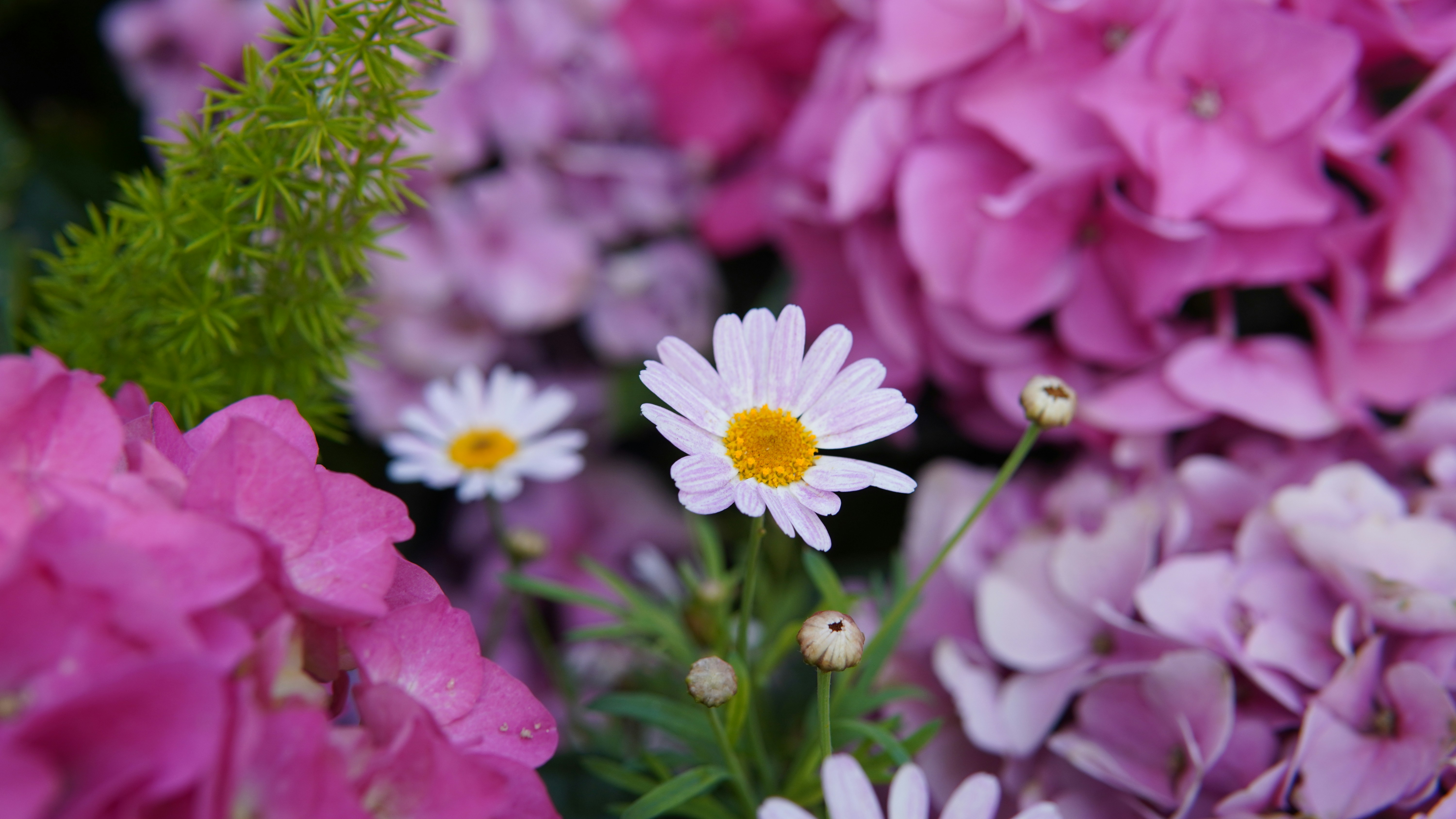 Photo by shijin_bensinger