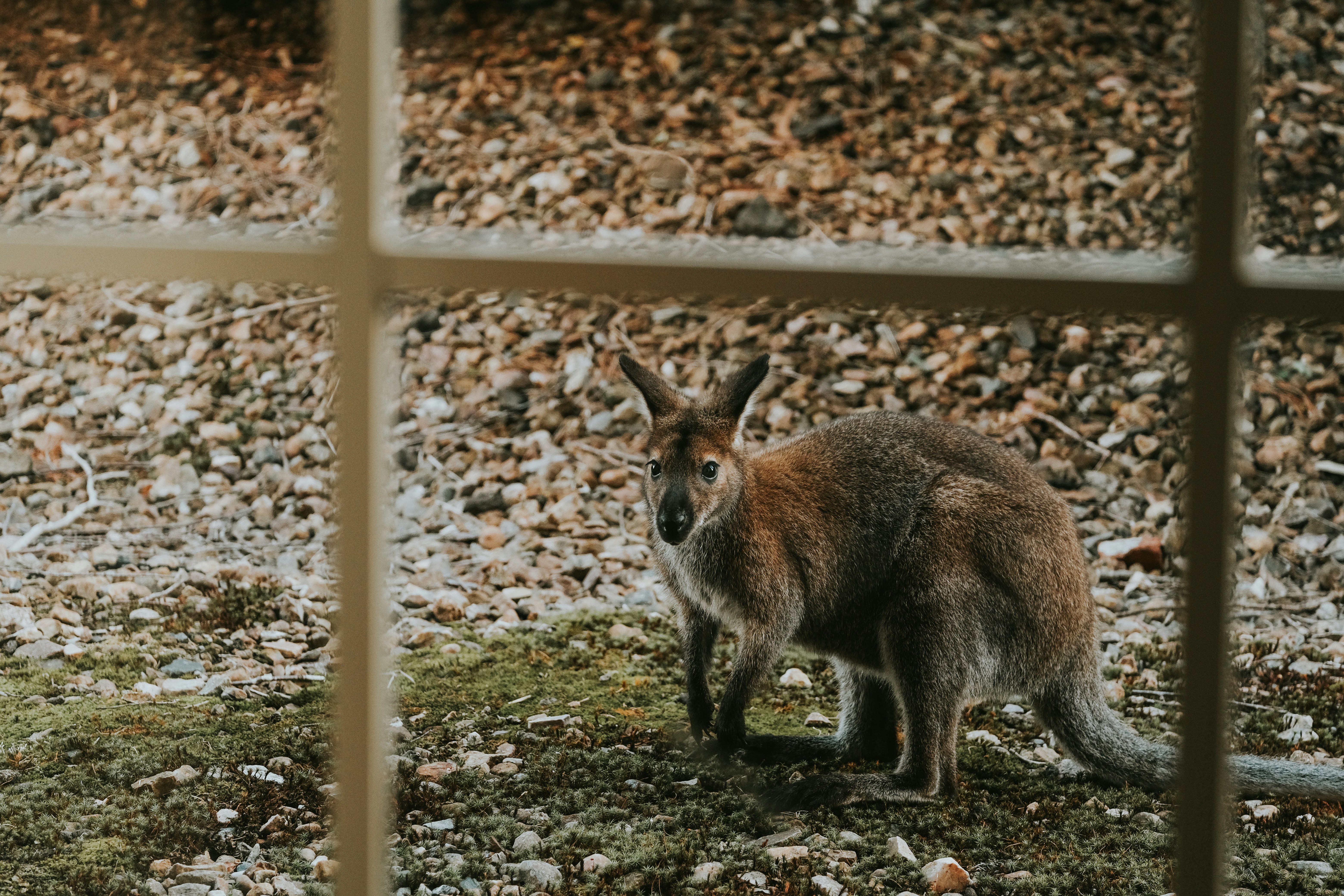 a kangaroo standing on top of a grass covered field