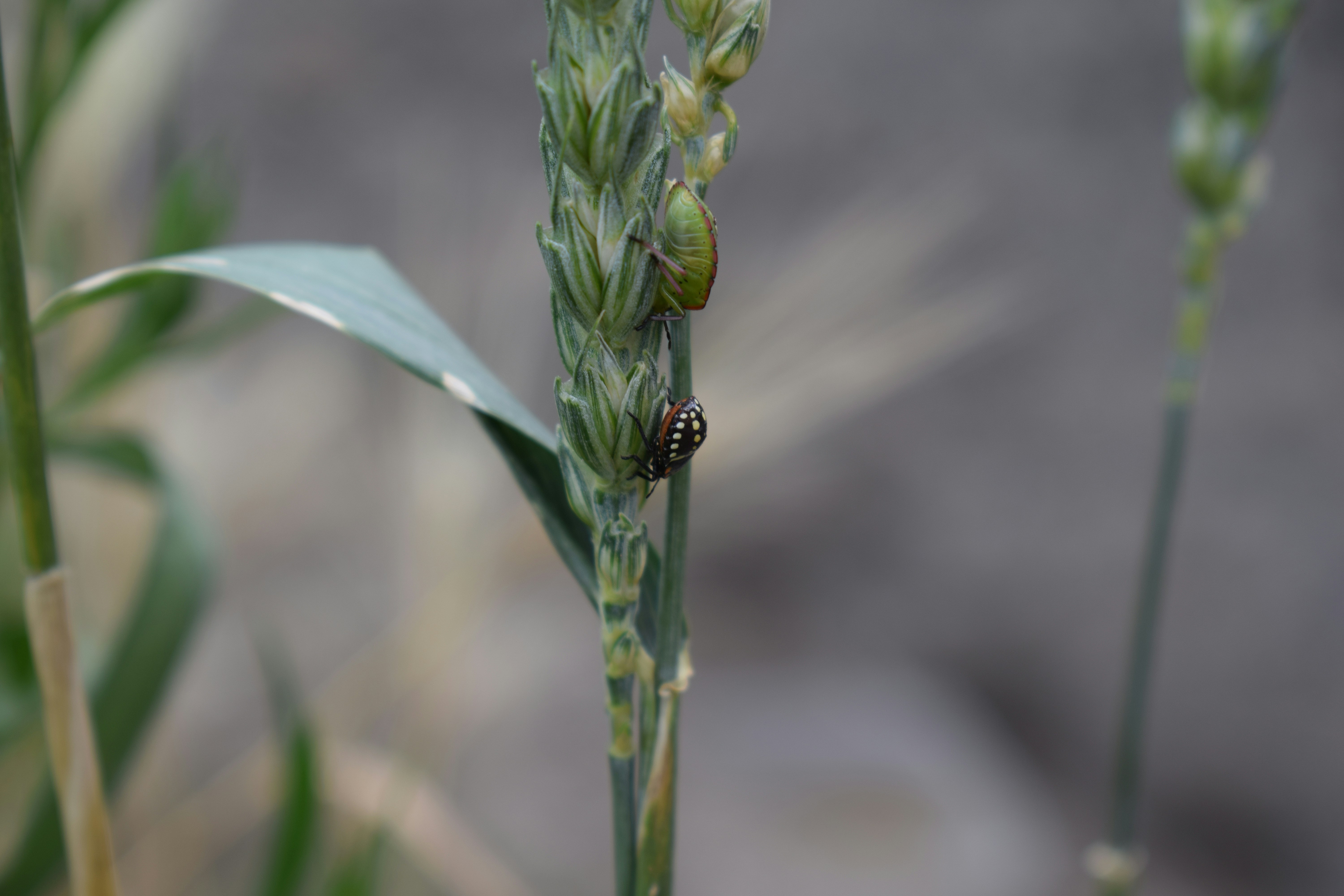 a bug crawling on a stalk of grass