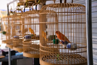 a group of bird cages with birds inside of them