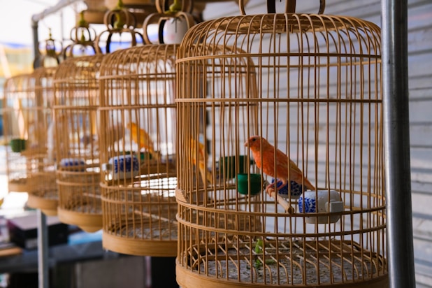 a group of bird cages with birds inside of them