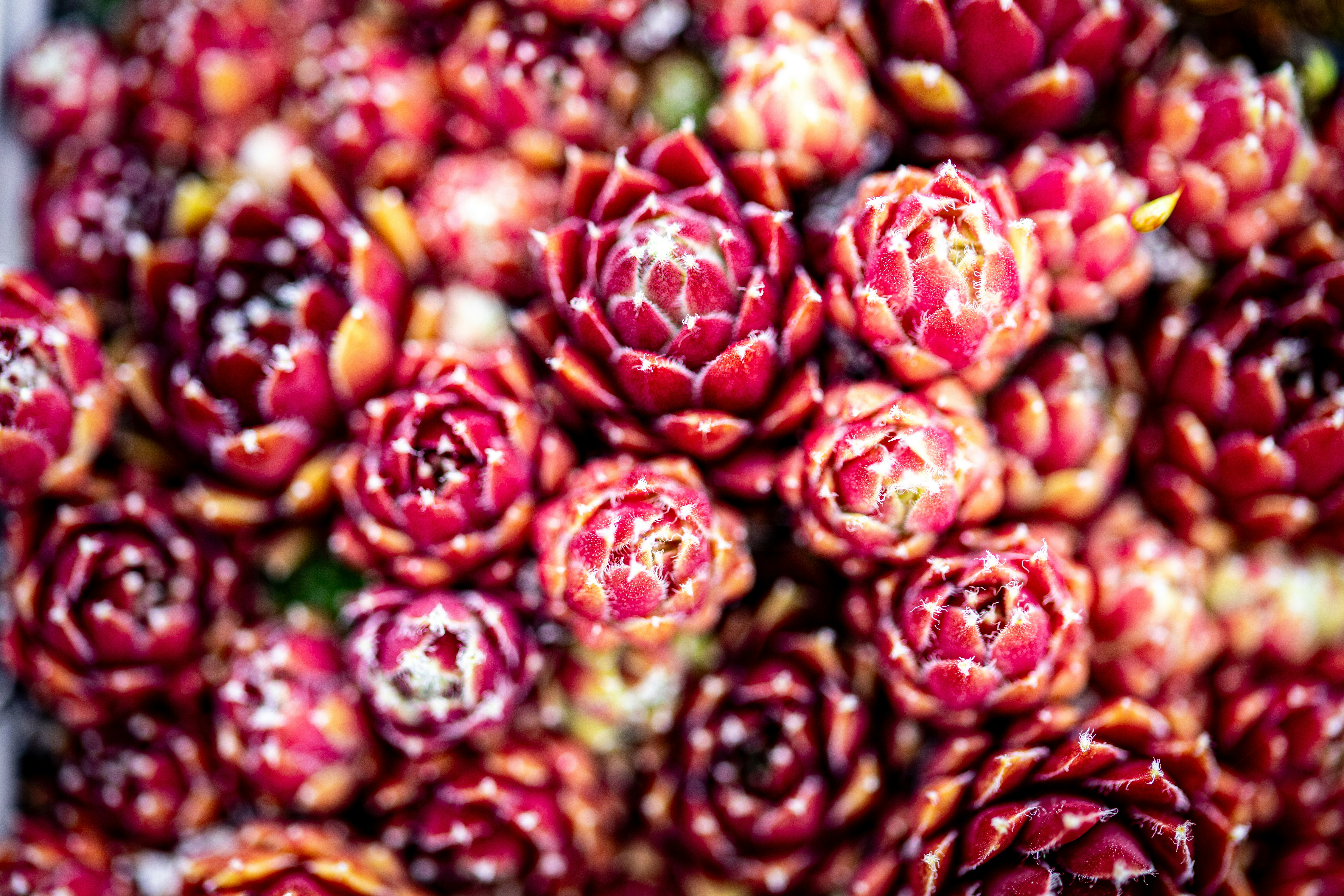 a bunch of red flowers with white spots on them