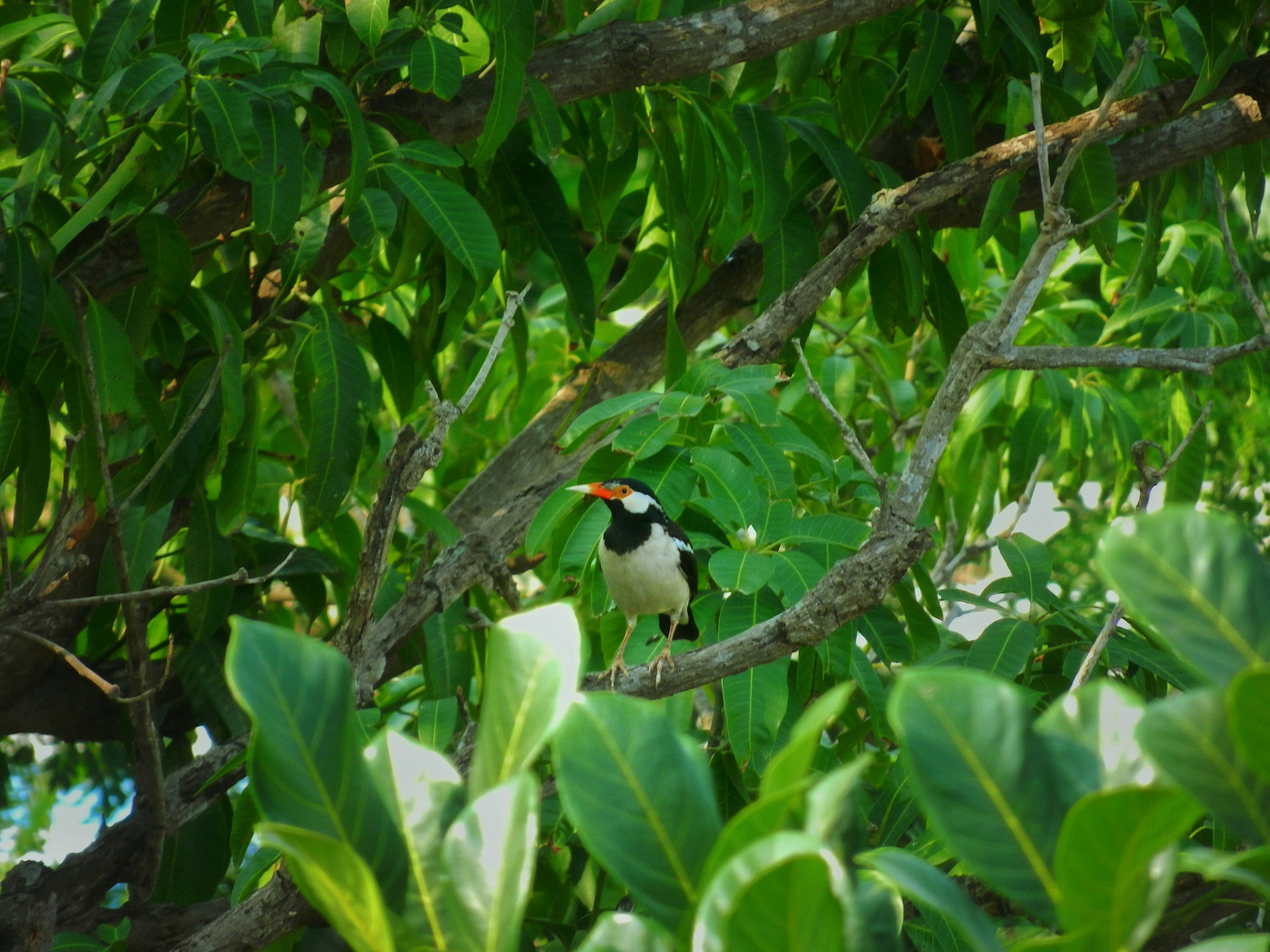 a black and white bird sitting on a tree branch