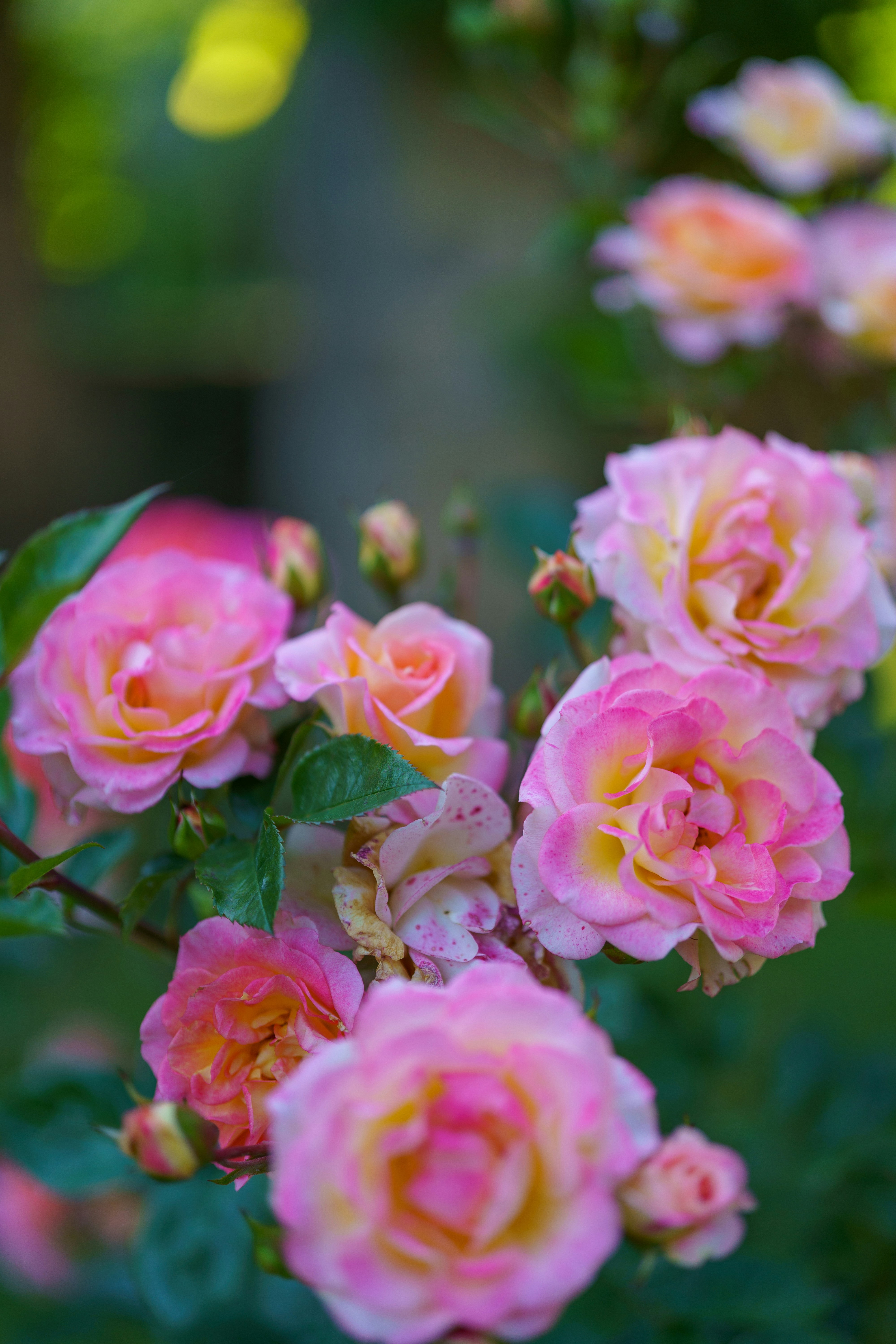 Photo by bangscreative