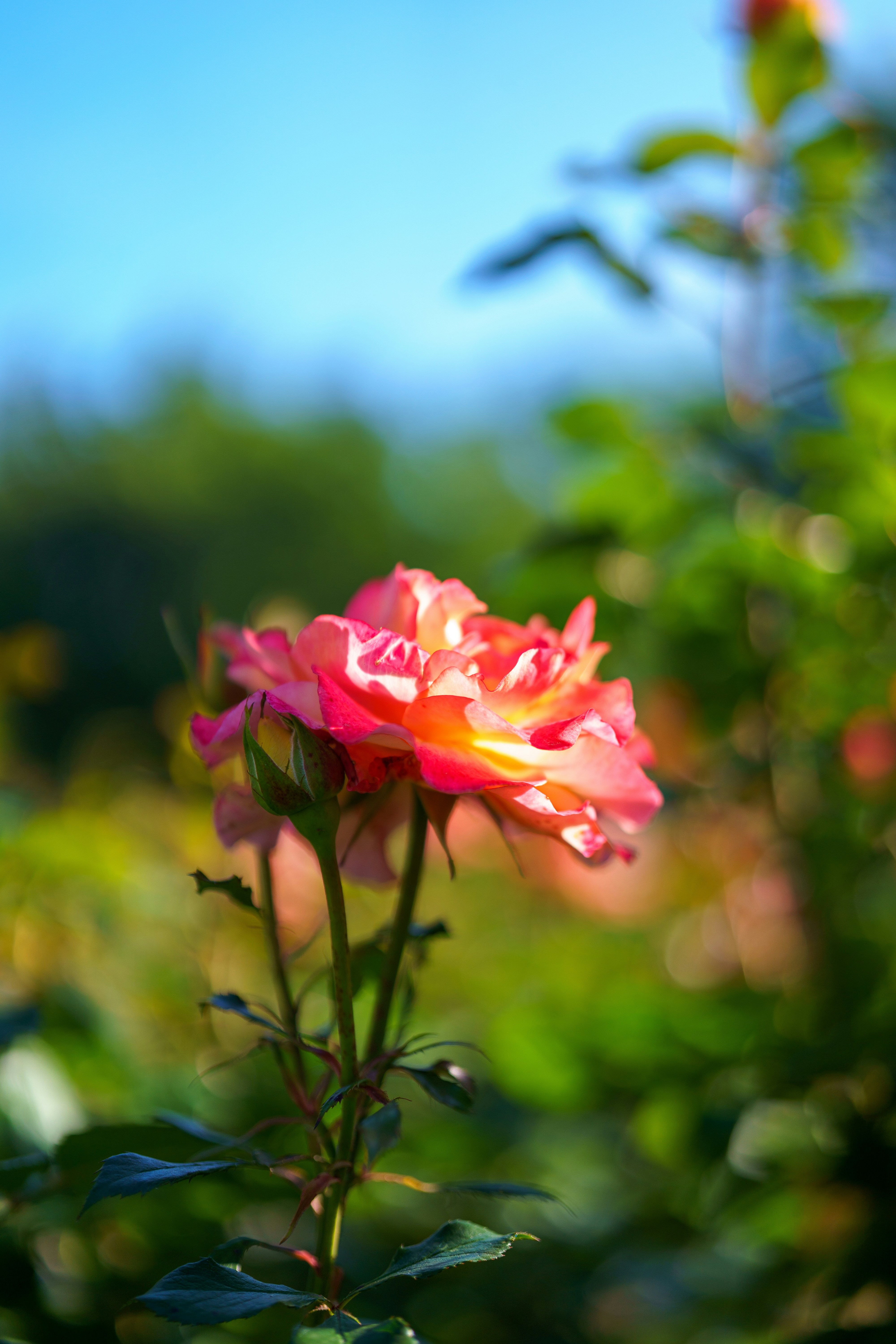 Photo by bangscreative