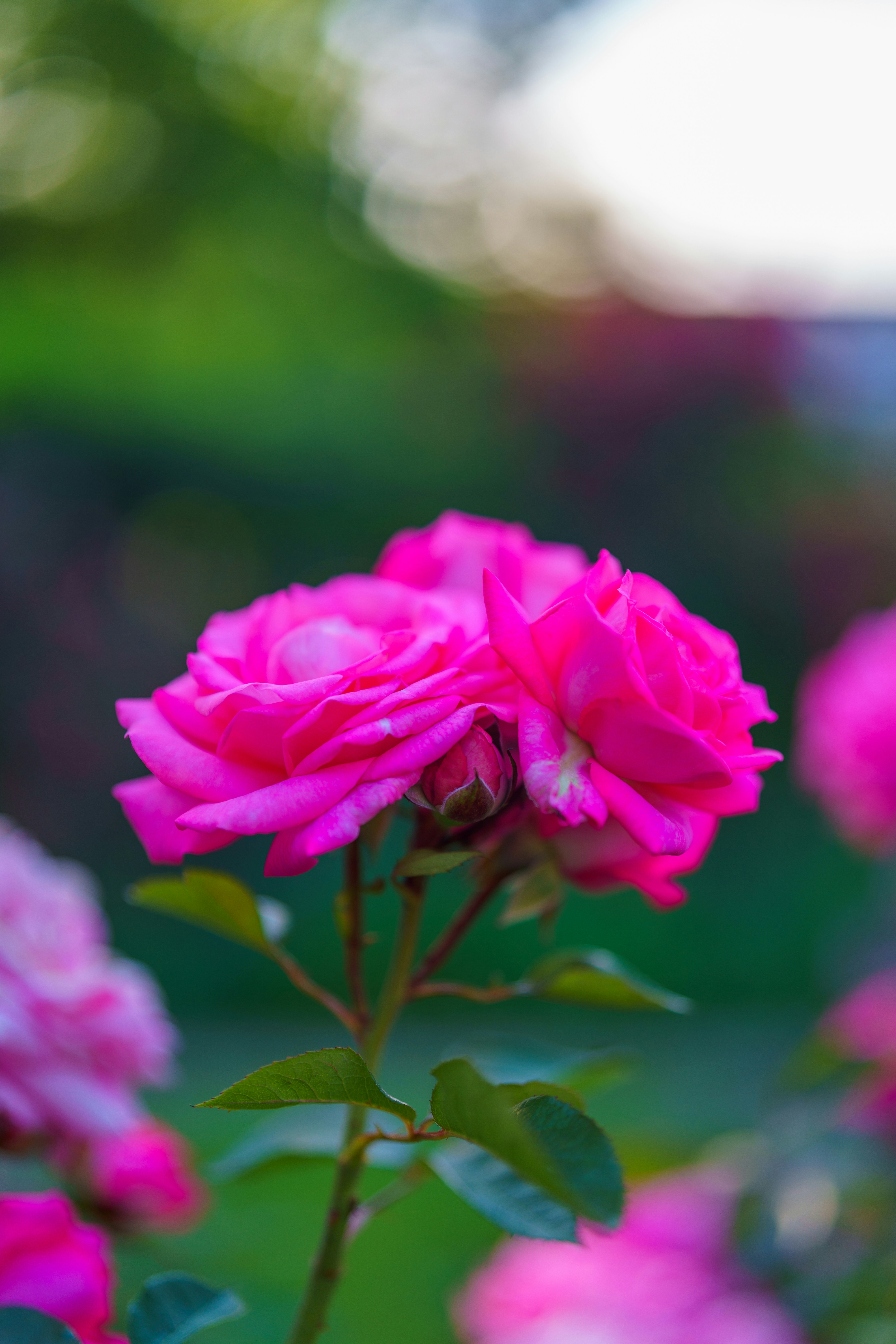 Photo by bangscreative