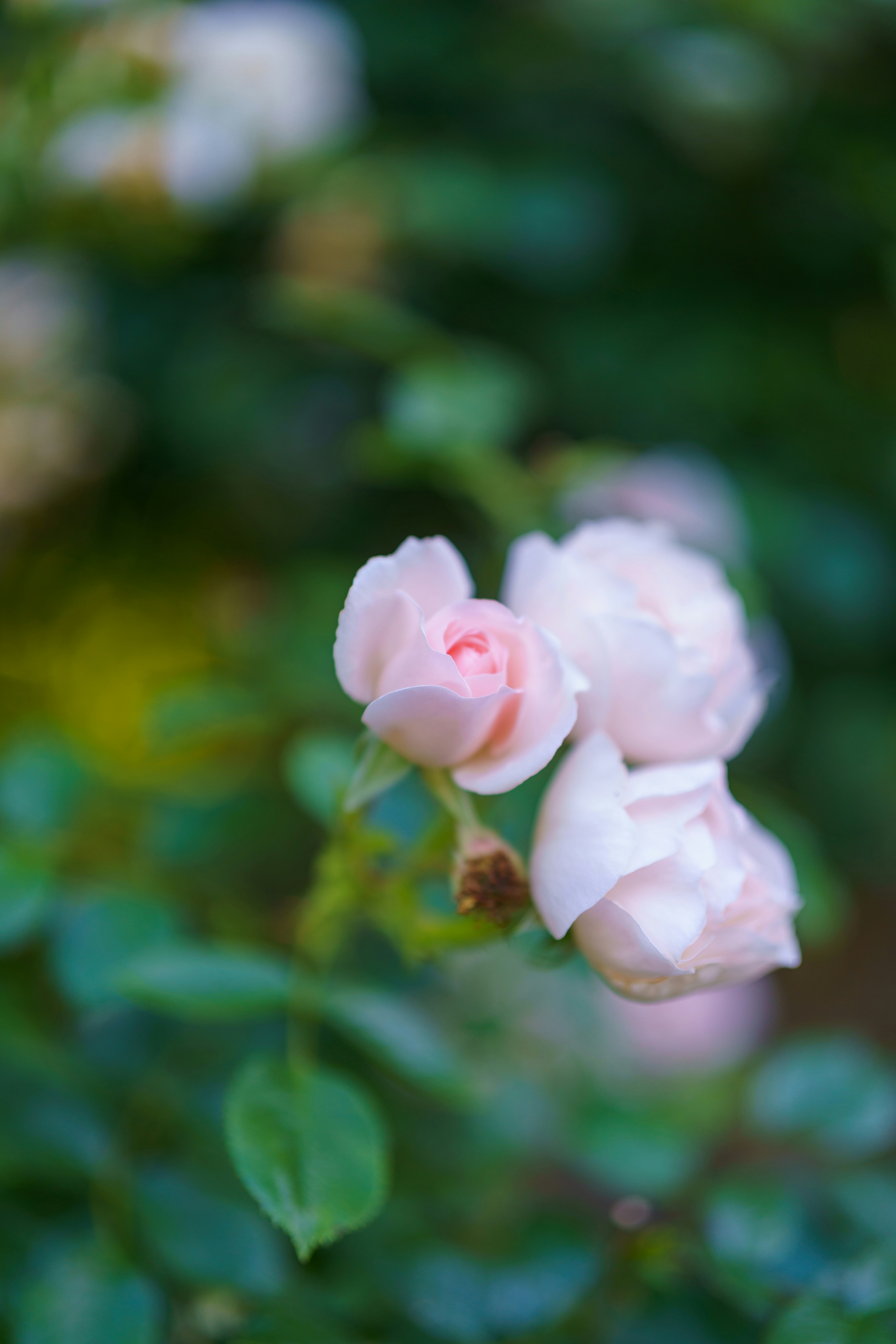 a close up of two pink roses on a bush