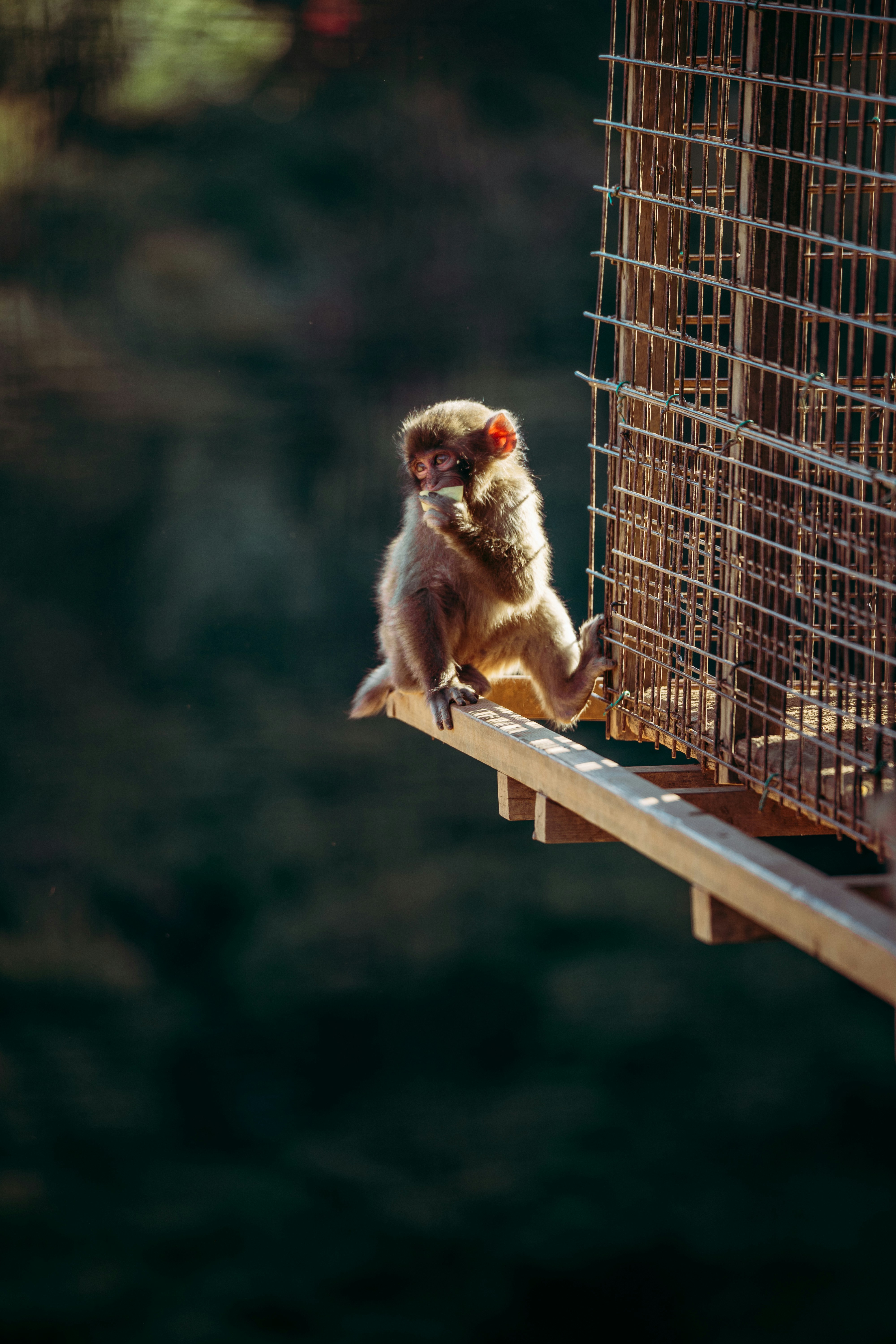 a small monkey sitting on a ledge next to a cage