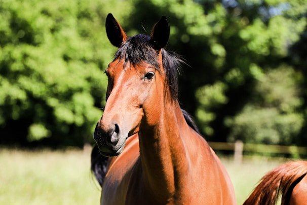 a brown horse standing on top of a lush green field