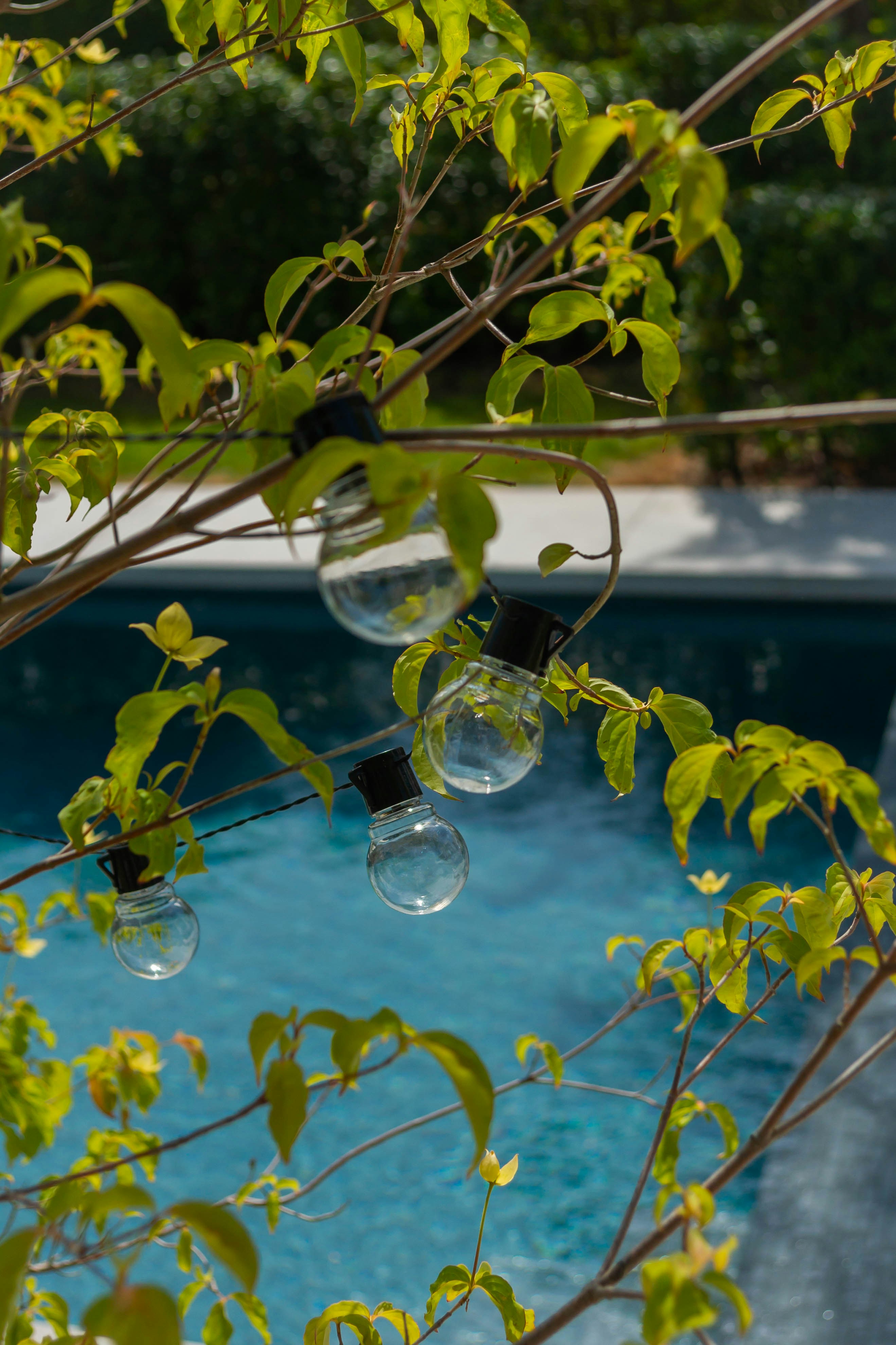 a bunch of bubbles hanging from a tree next to a pool
