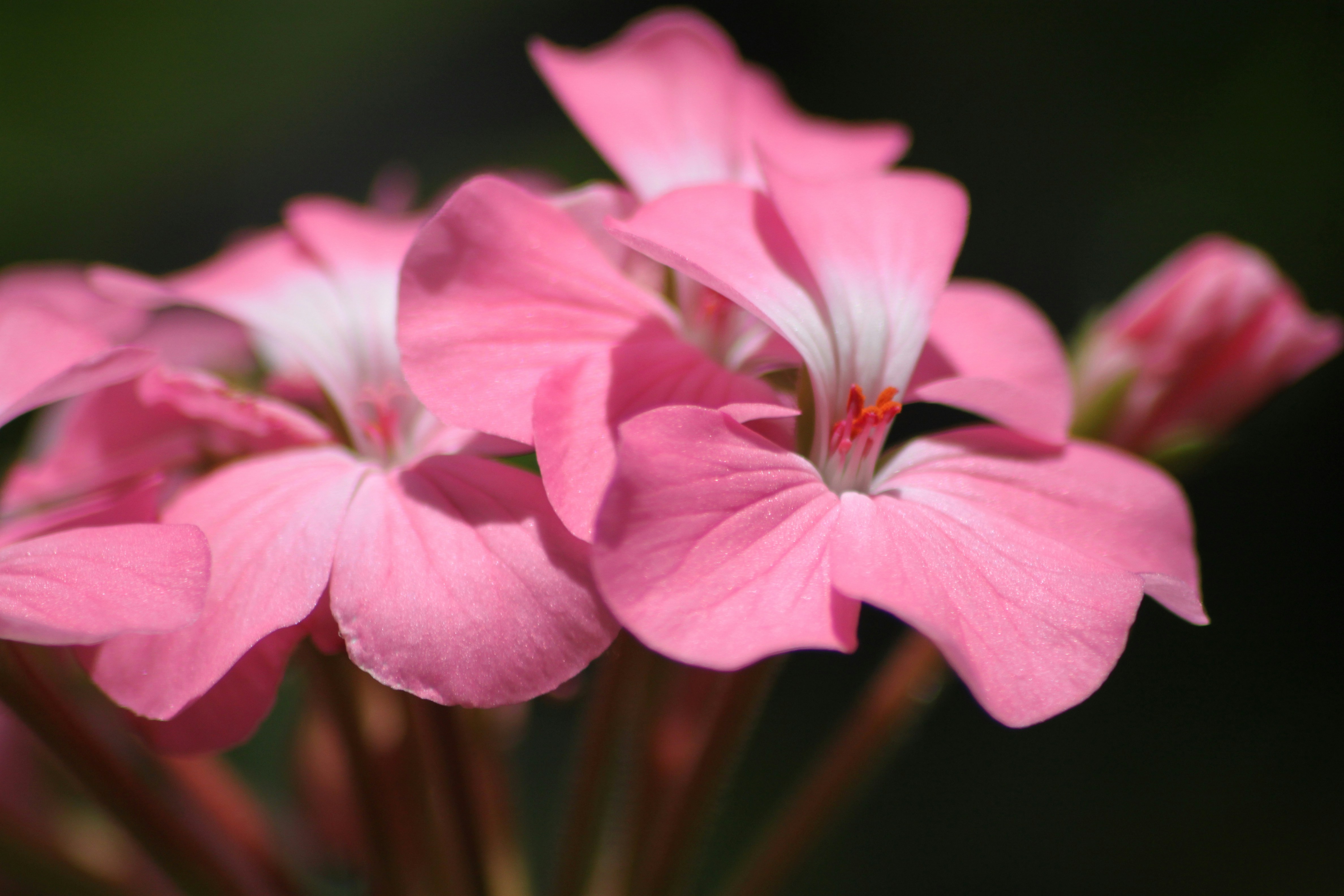 Photo by rahul_saraf