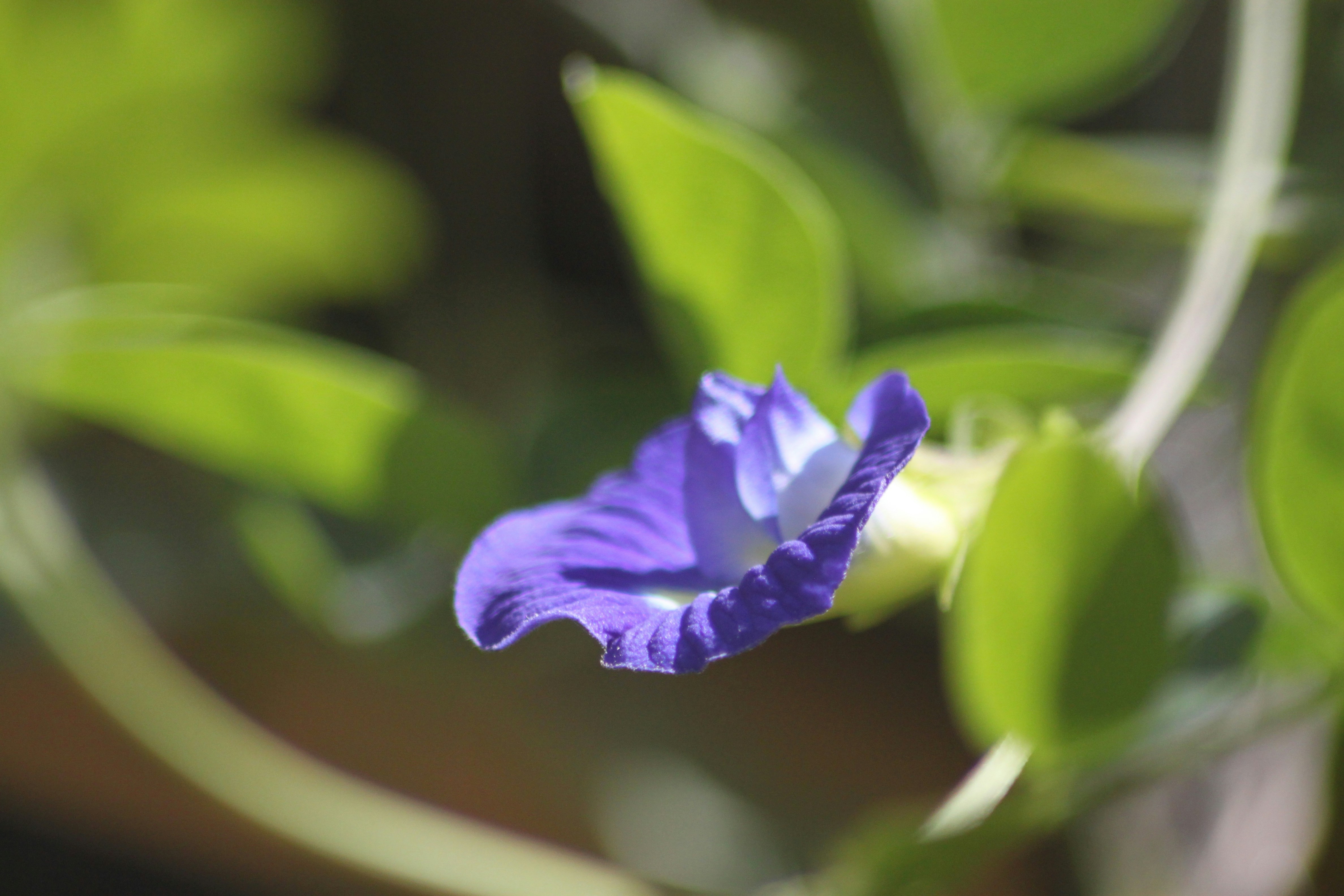 Photo by rahul_saraf