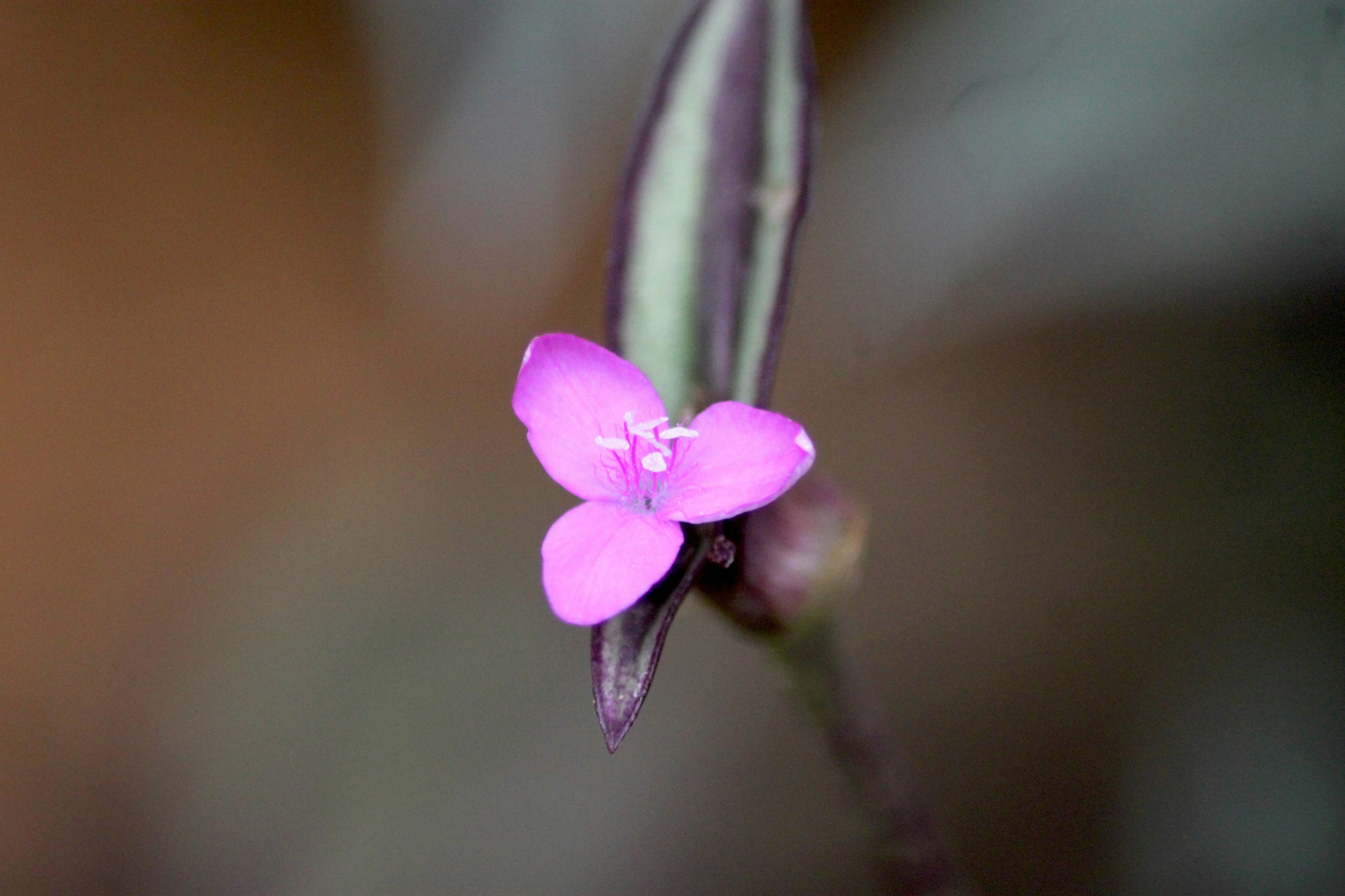 Photo by rahul_saraf