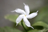 a white flower with green leaves in the background