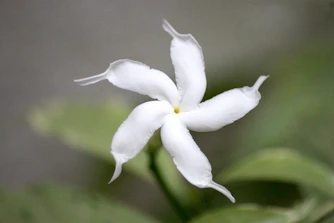 a white flower with green leaves in the background
