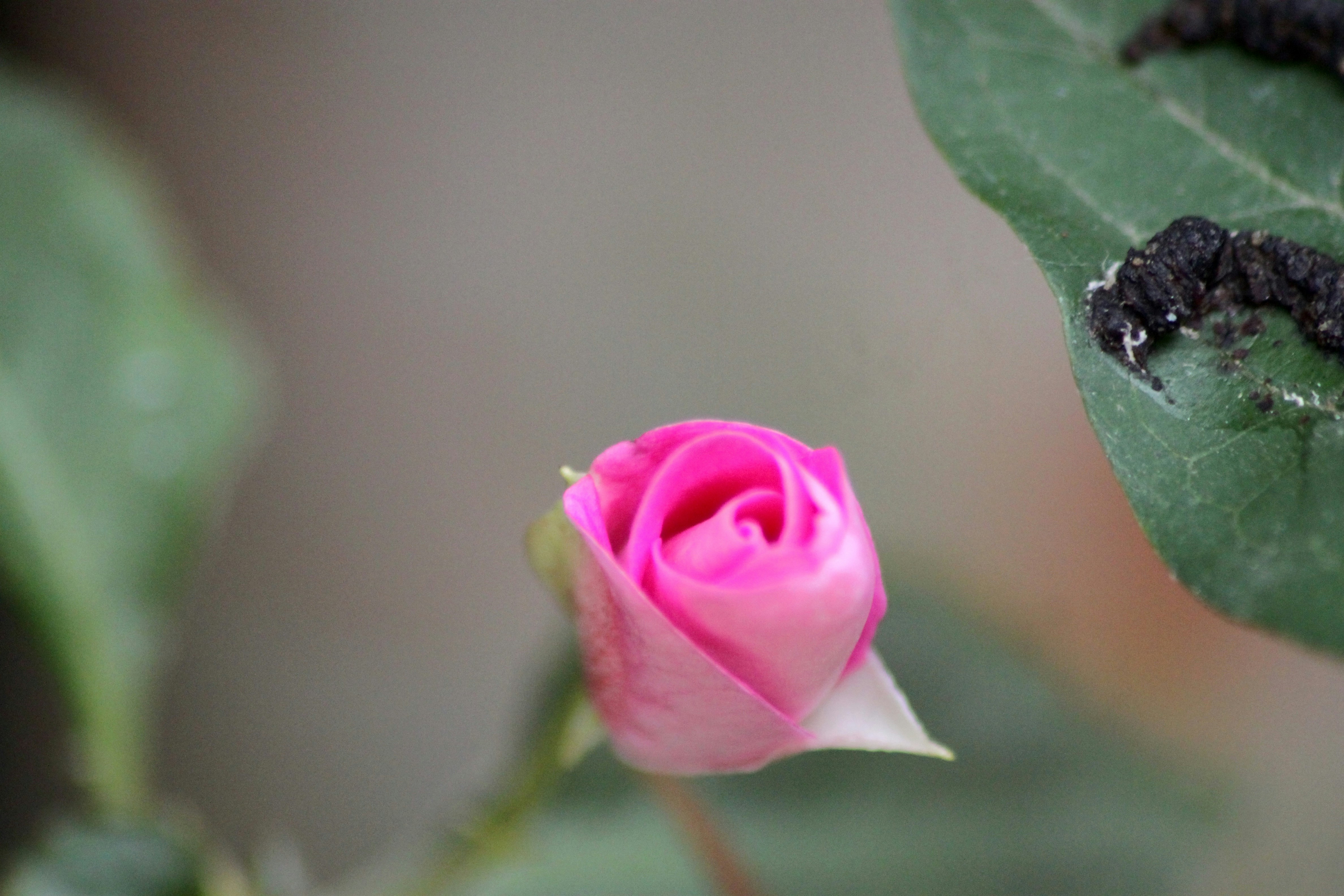 a pink rose with a black caterpillar on it