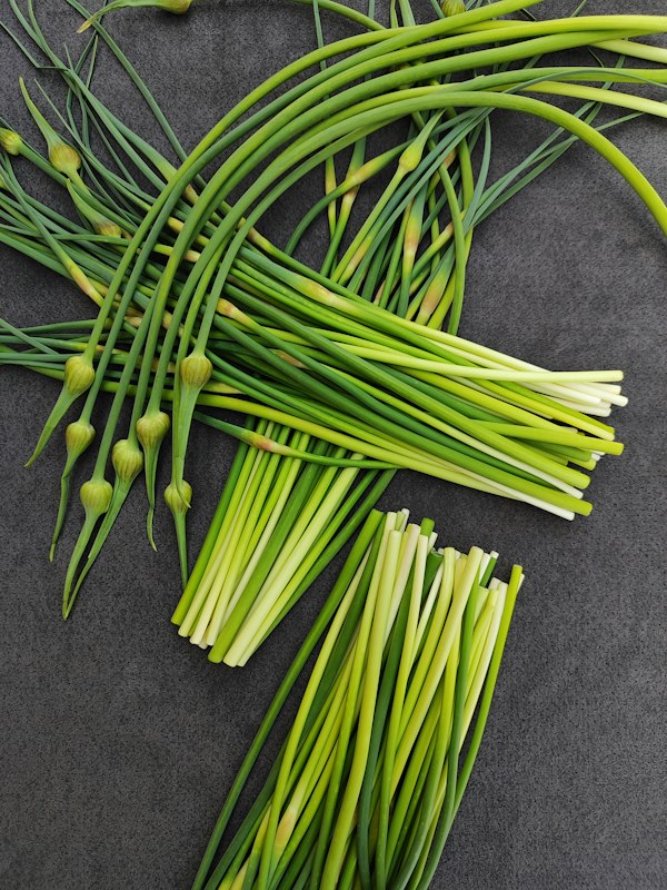 Chives in a home garden