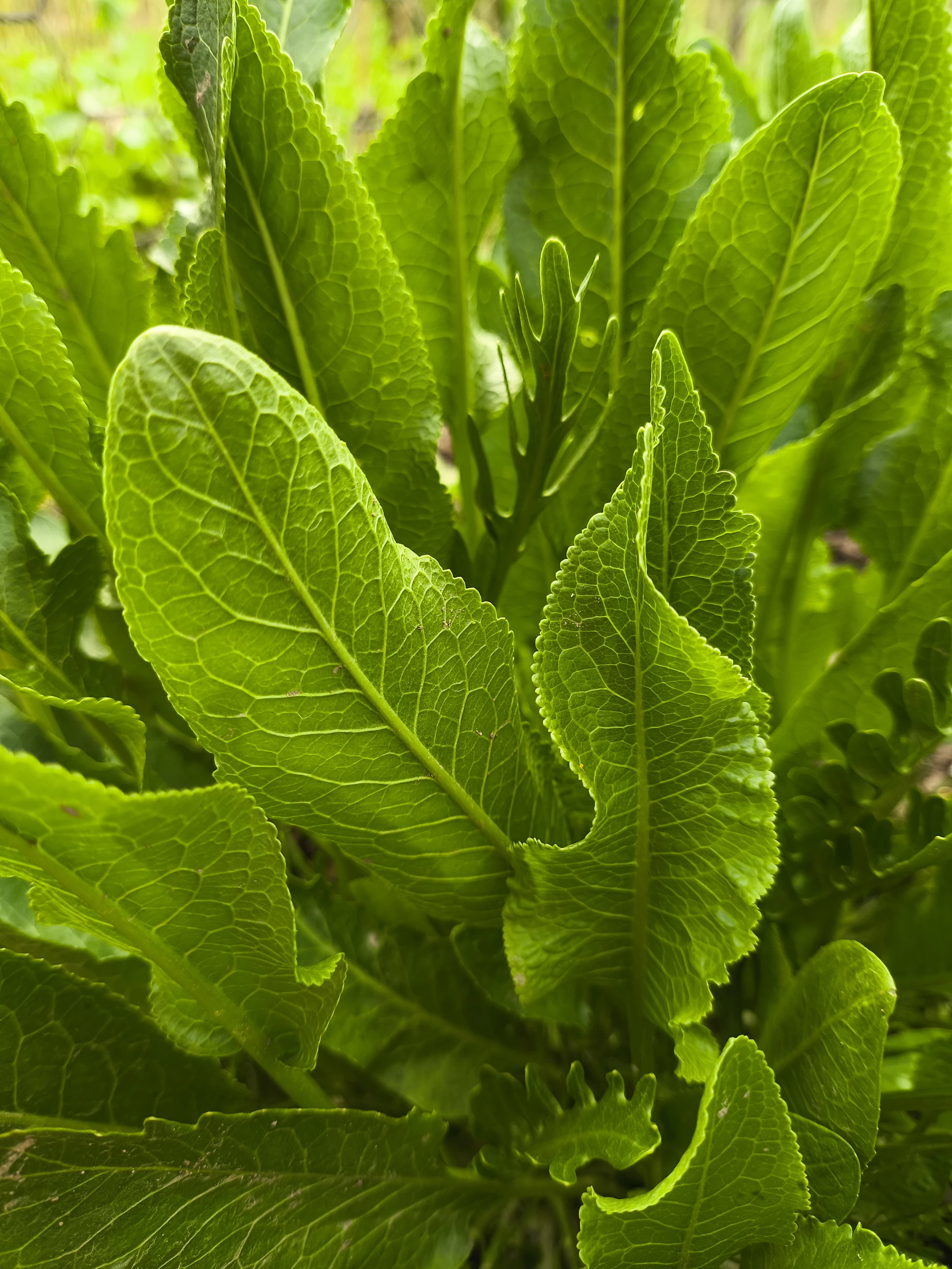 a close up of a green plant with leaves
