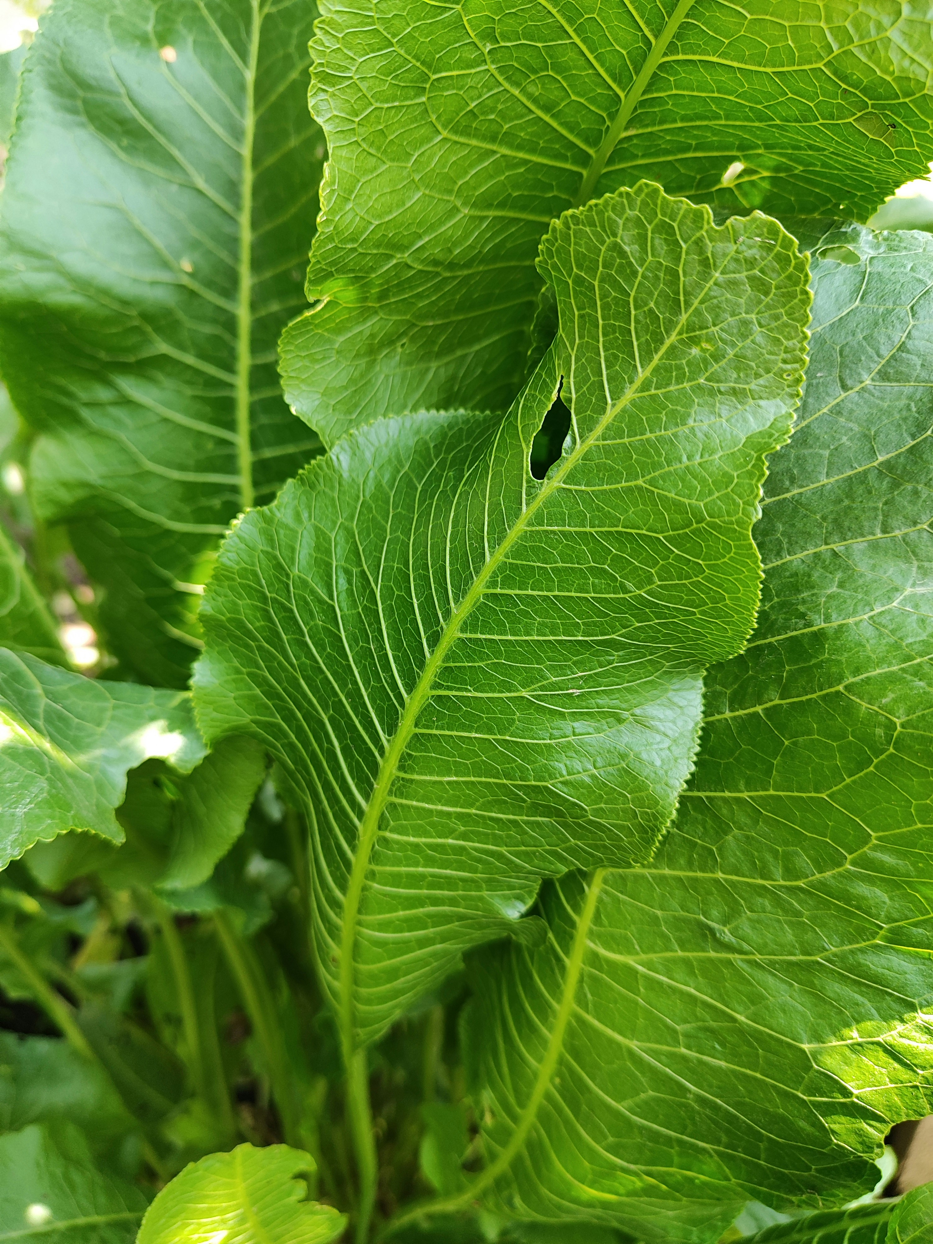 Nahaufnahme einer grünen Blattpflanze