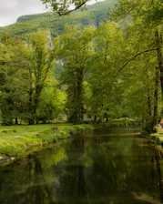 a river running through a lush green forest