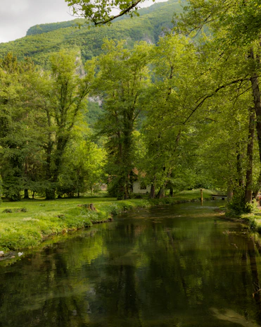 a river running through a lush green forest
