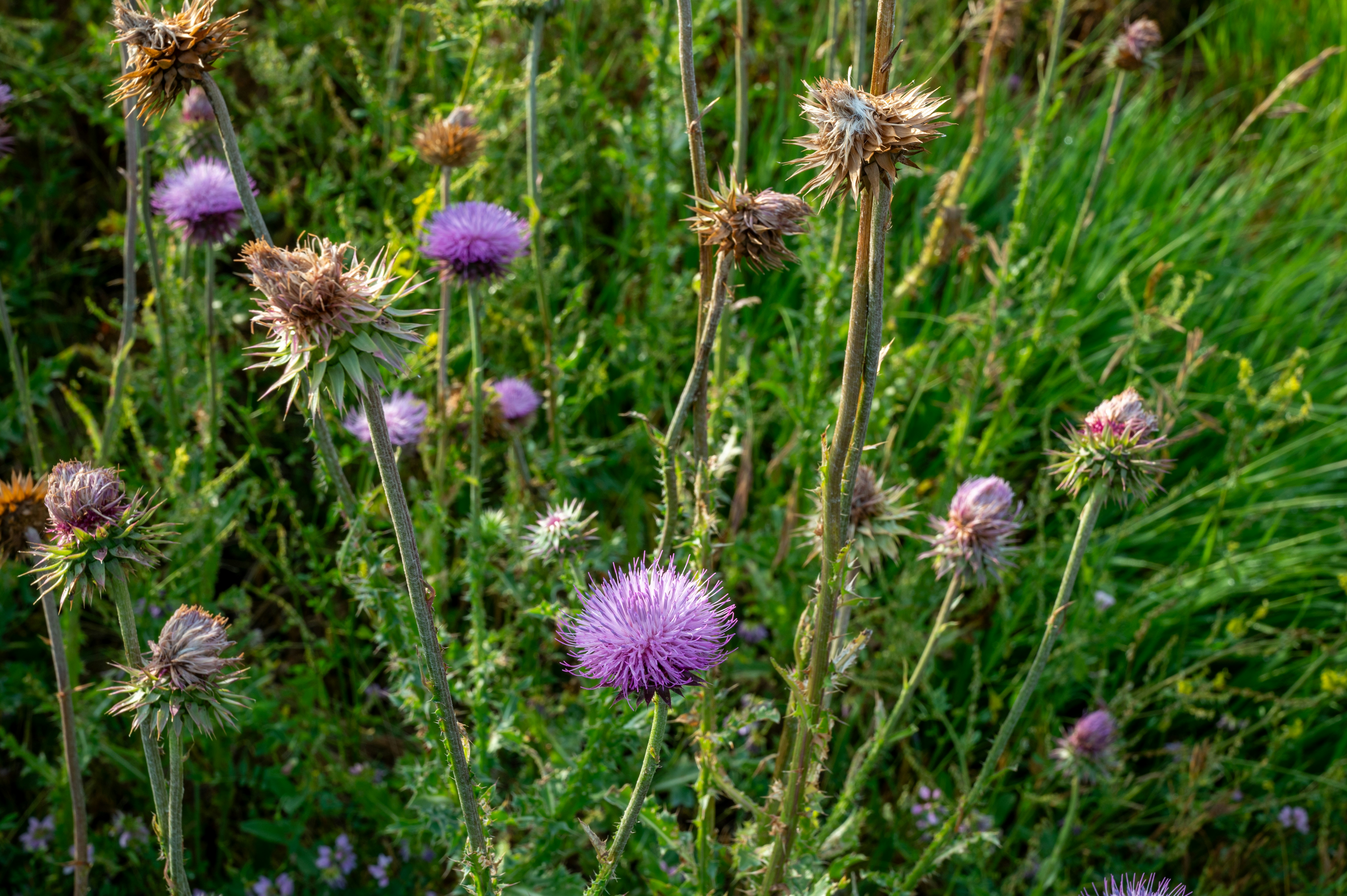 Photo by bjwhite66212