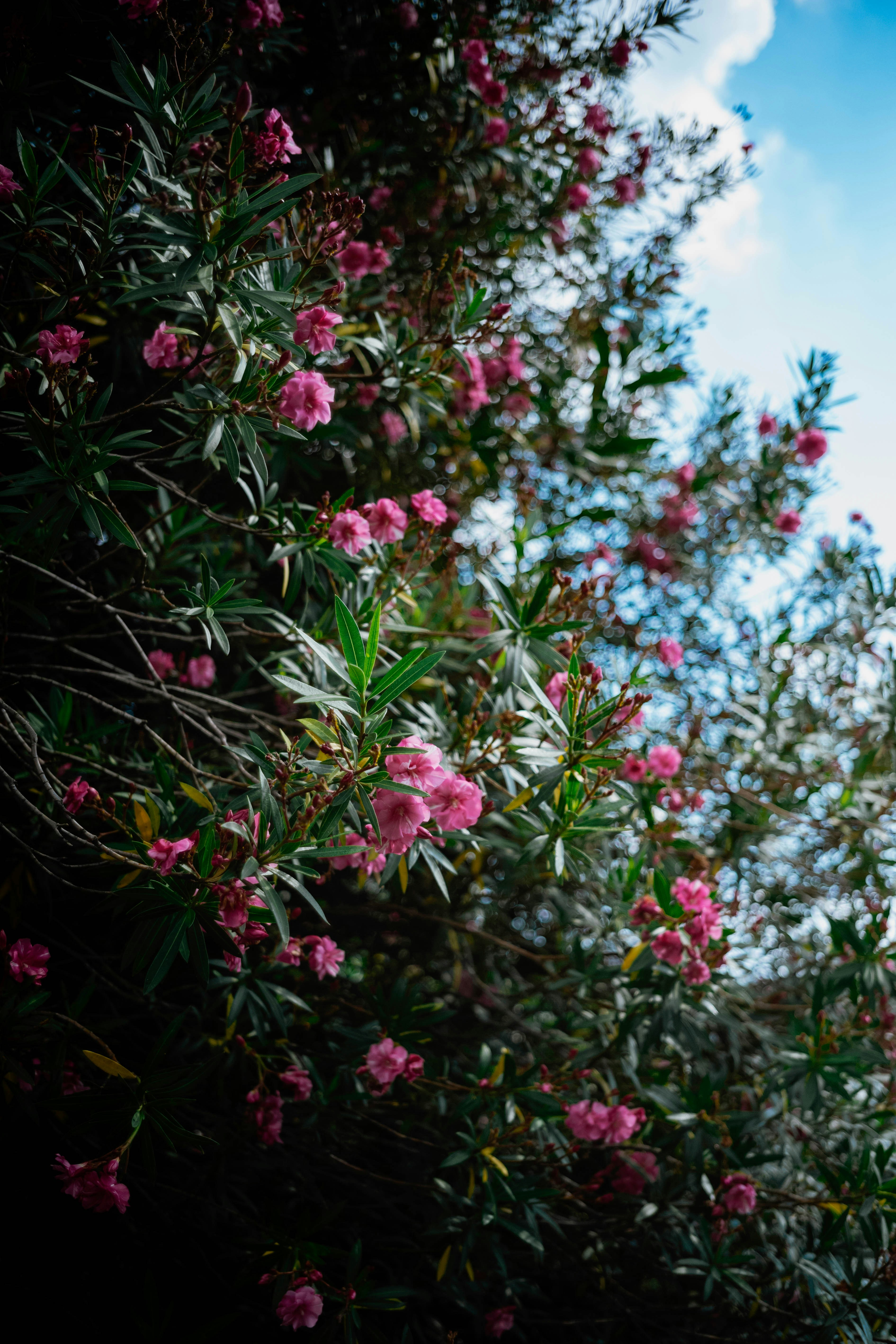 Photo by tommaomaoer