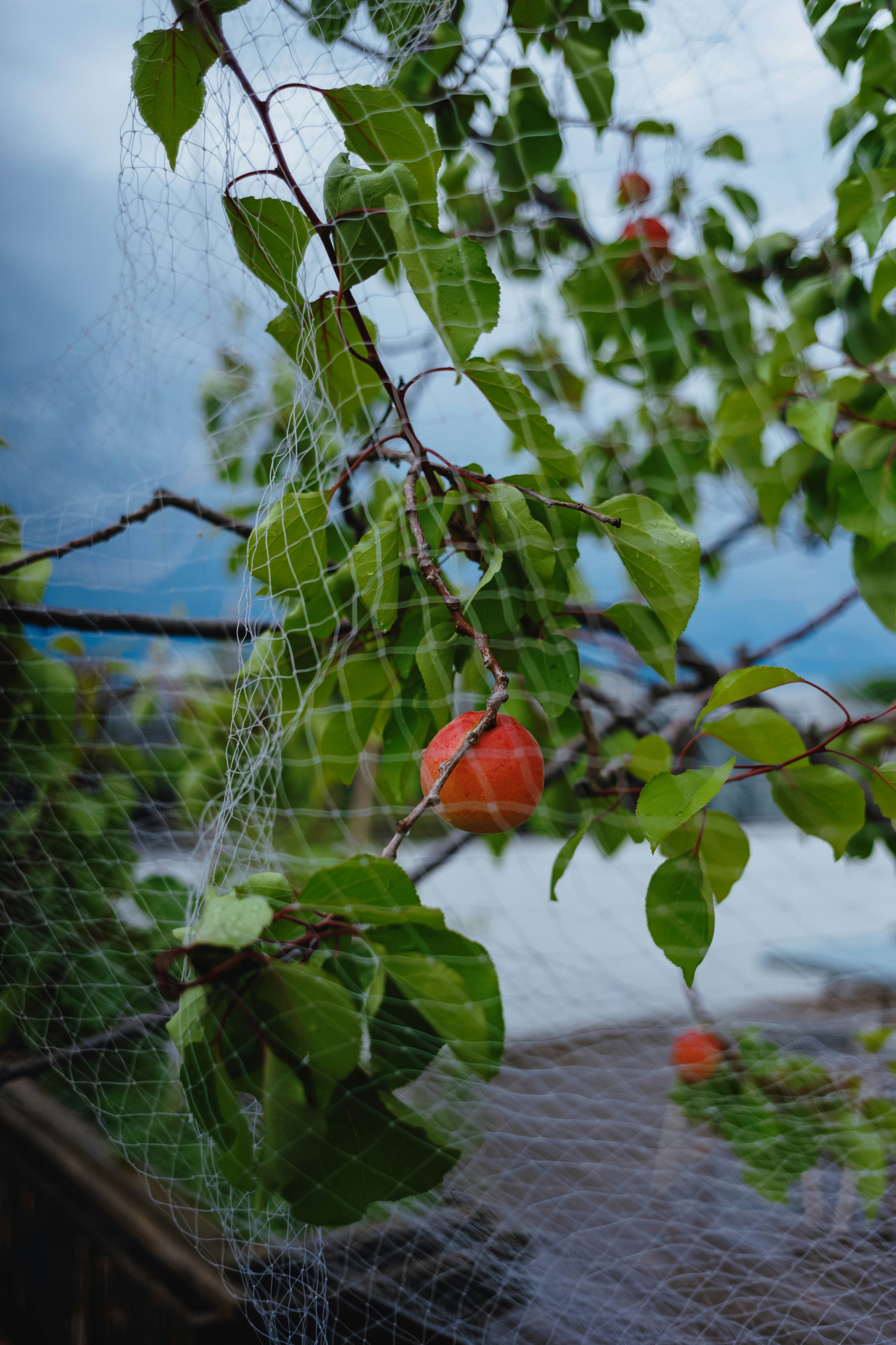 a tree with a net hanging from it's branches