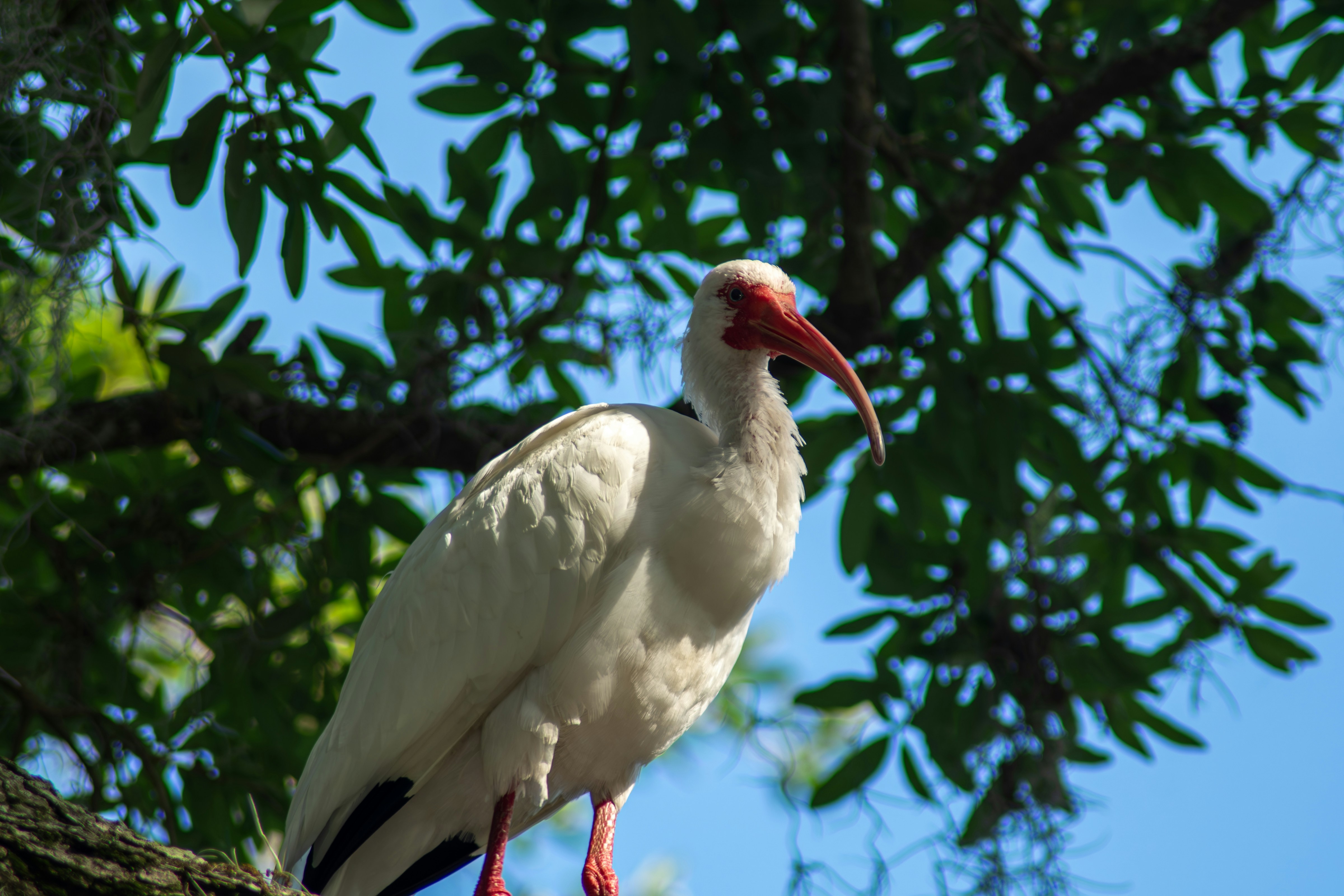 a white bird with a red beak sitting on a tree branch