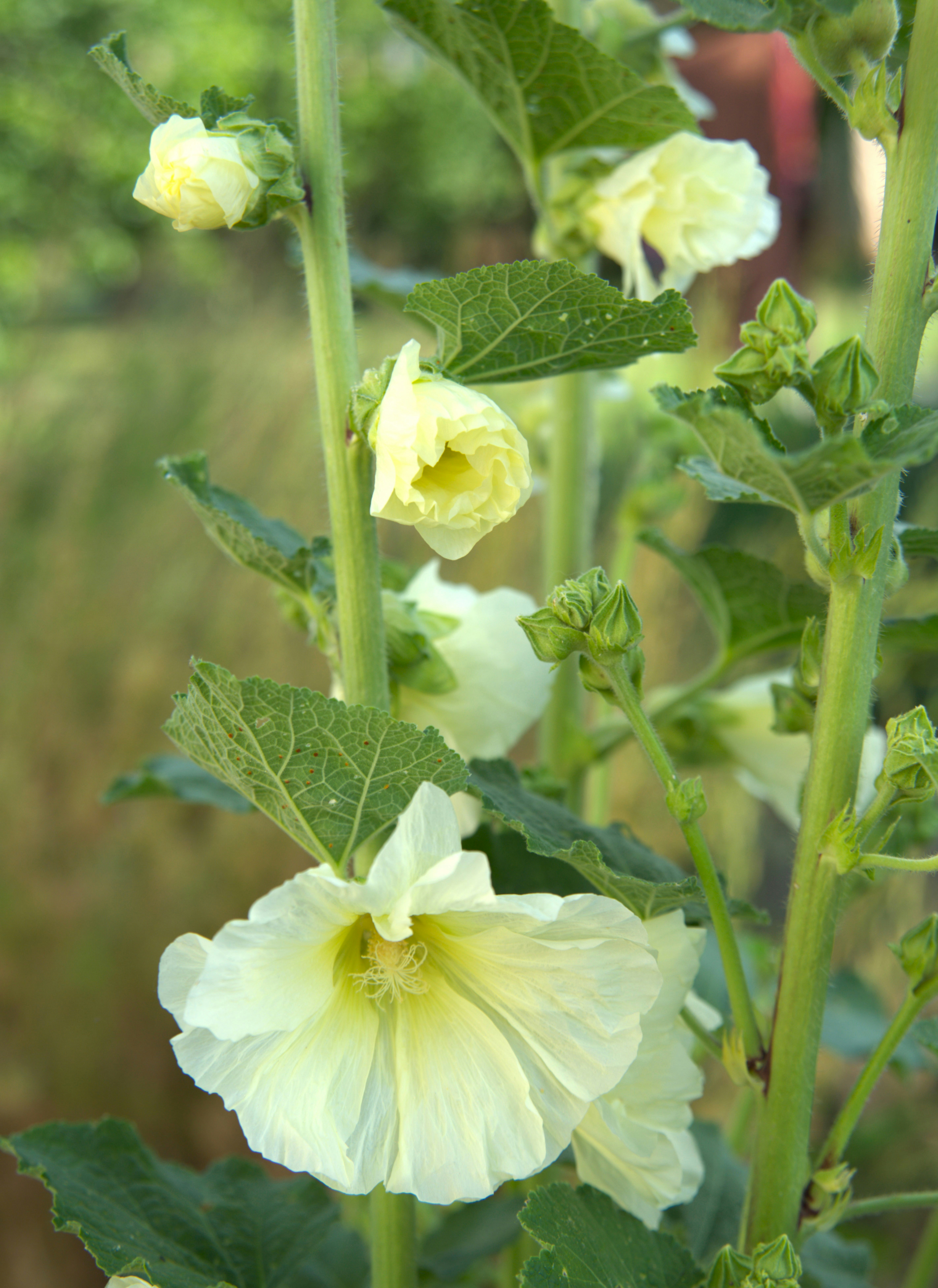 A close up of a white flower with green leaves
