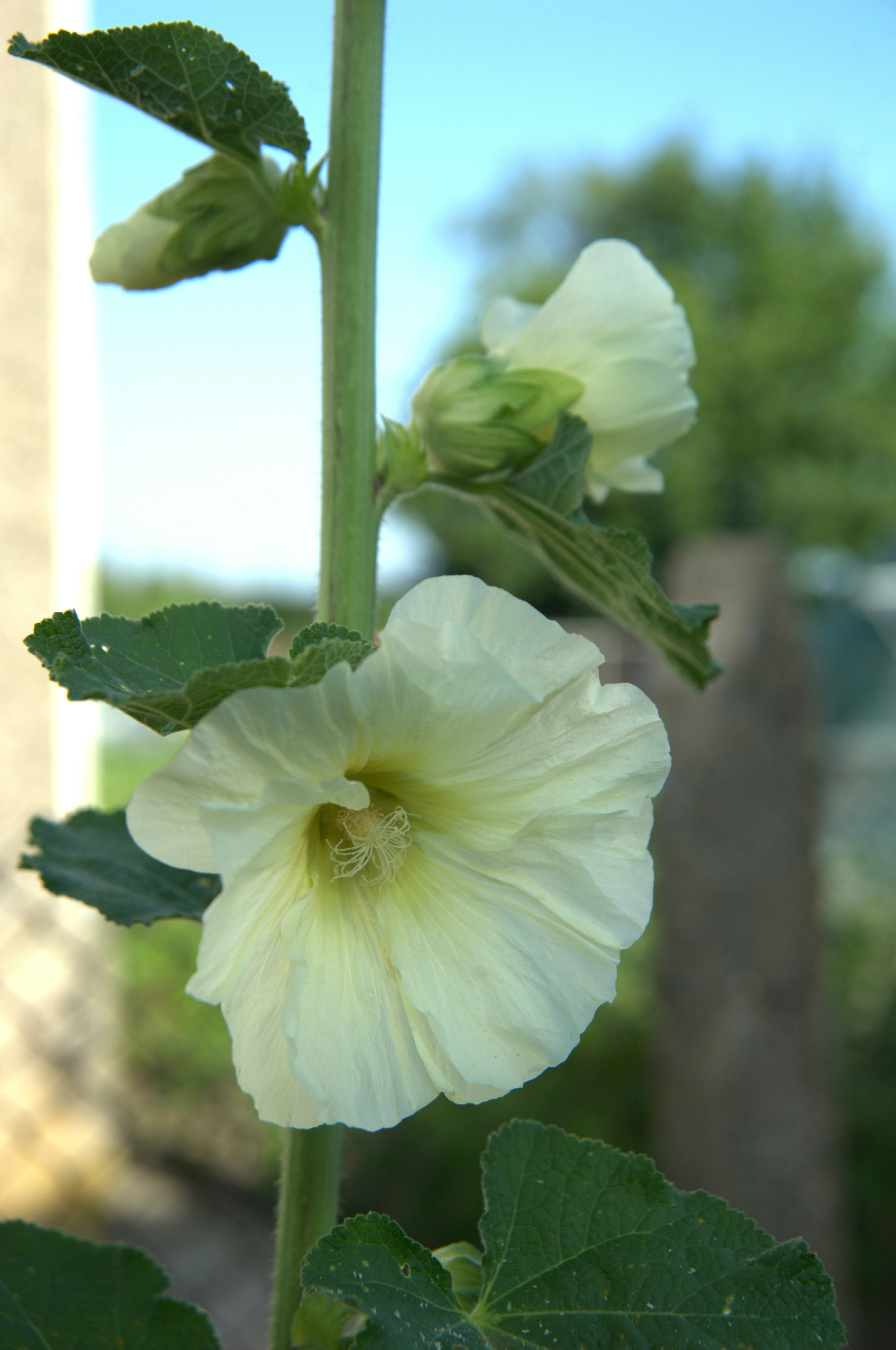 A close up of a white flower with green leaves