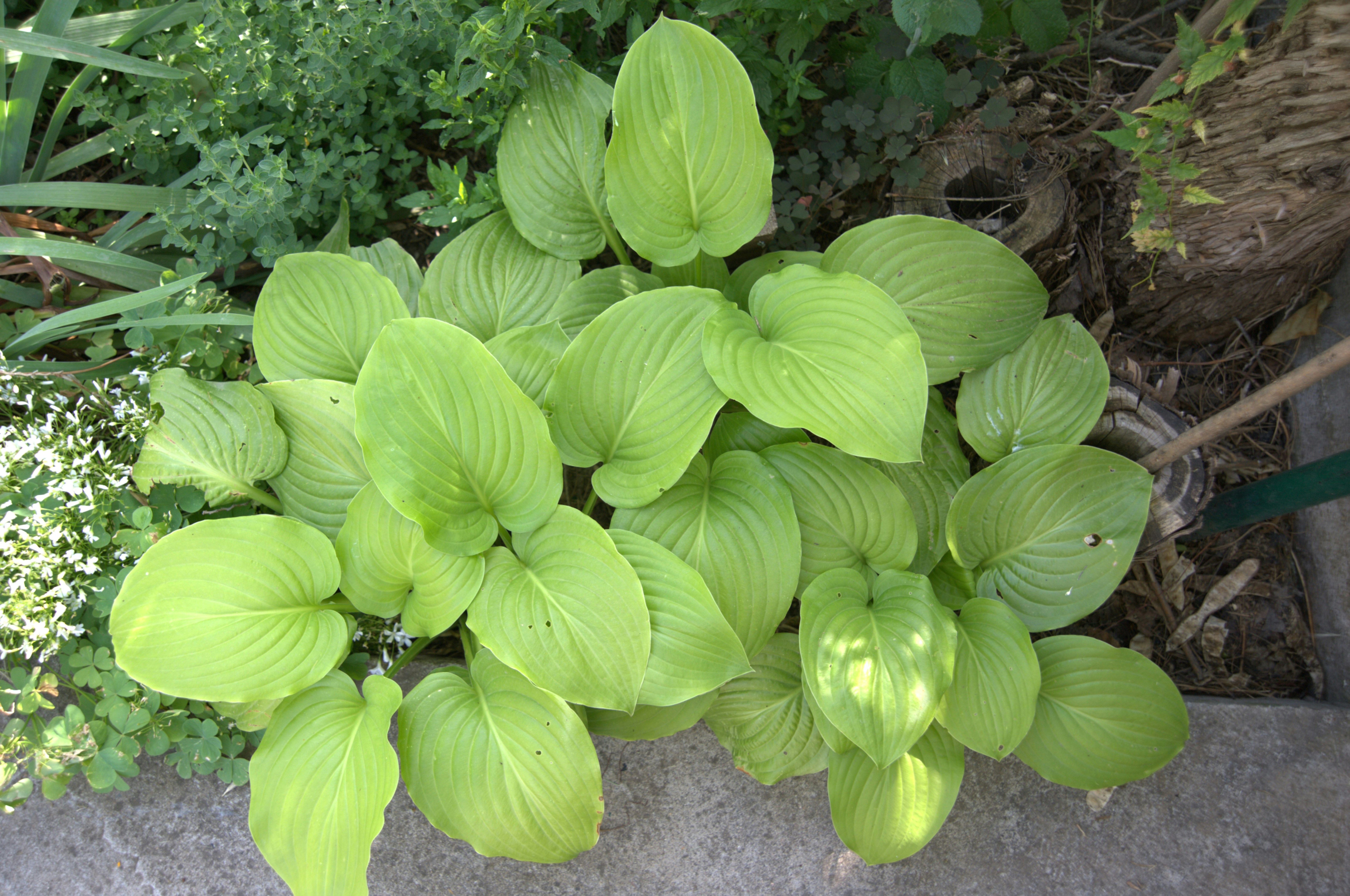 a close up of a plant with green leaves