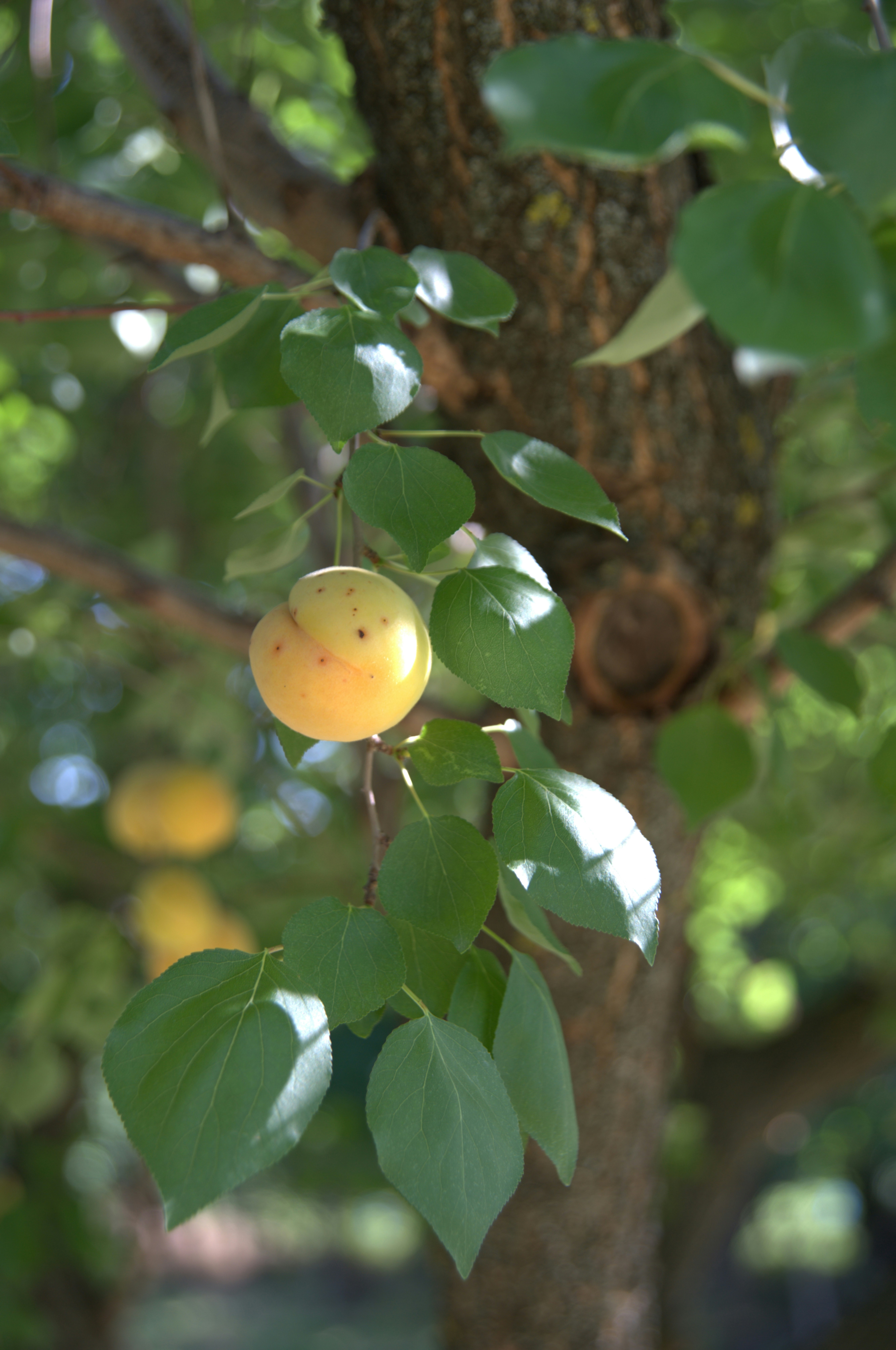 a close up of a tree with fruit on it