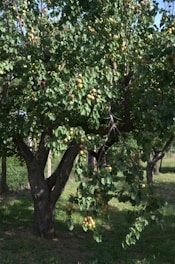 an apple tree with lots of fruit growing on it