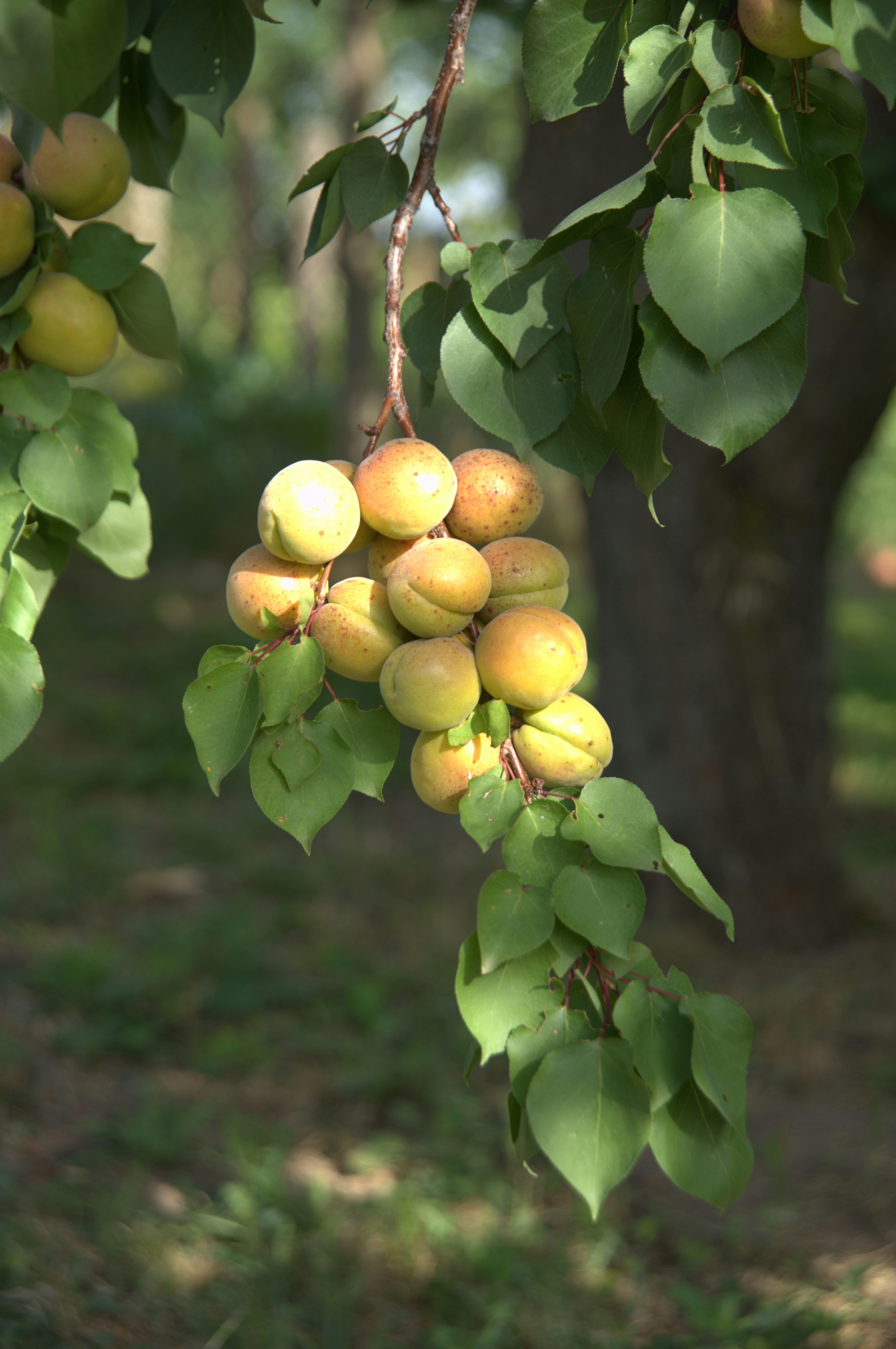 a bunch of fruit hanging from a tree