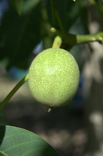 a close up of a green fruit on a tree