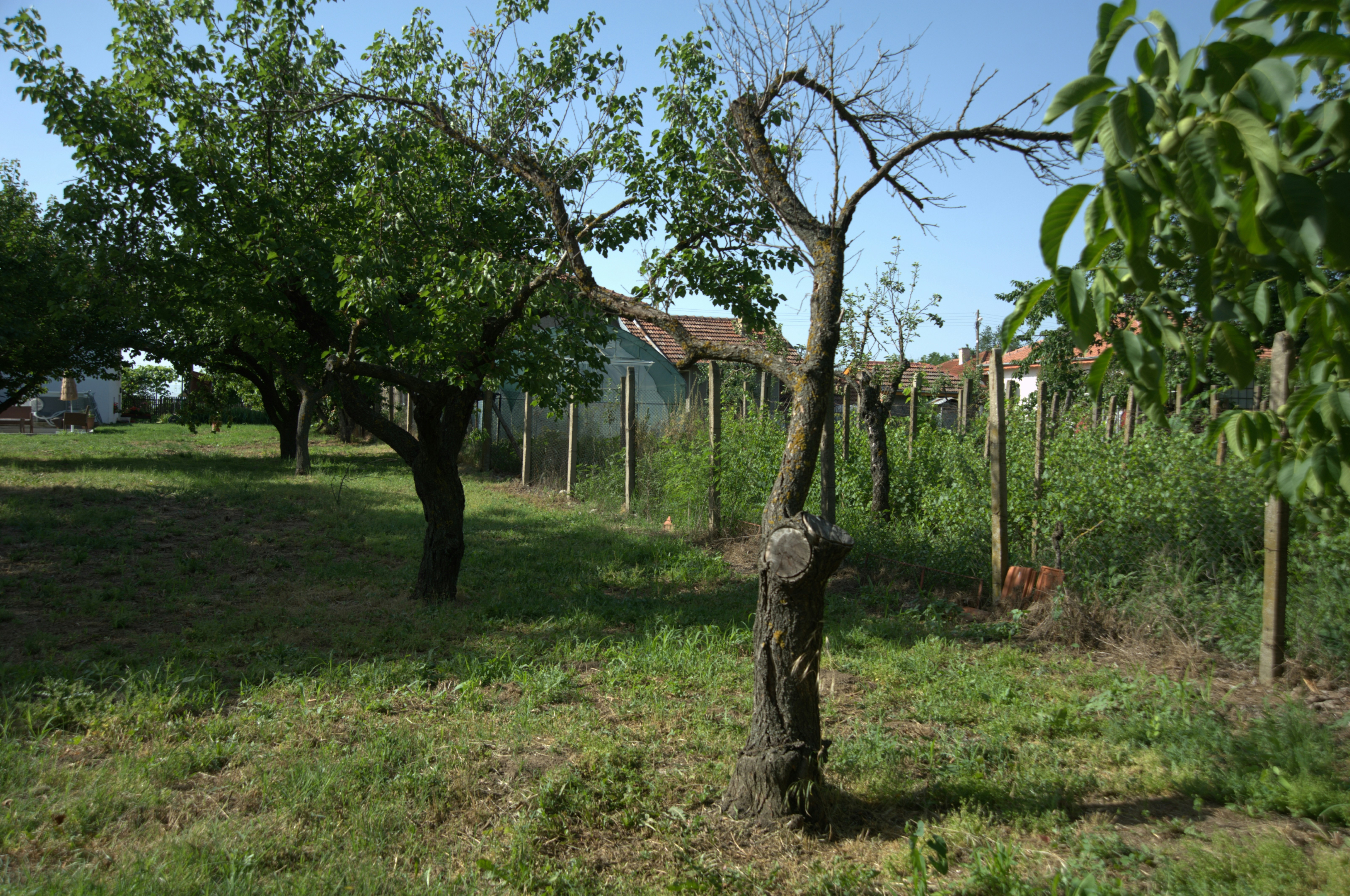 a tree that is in the middle of a field