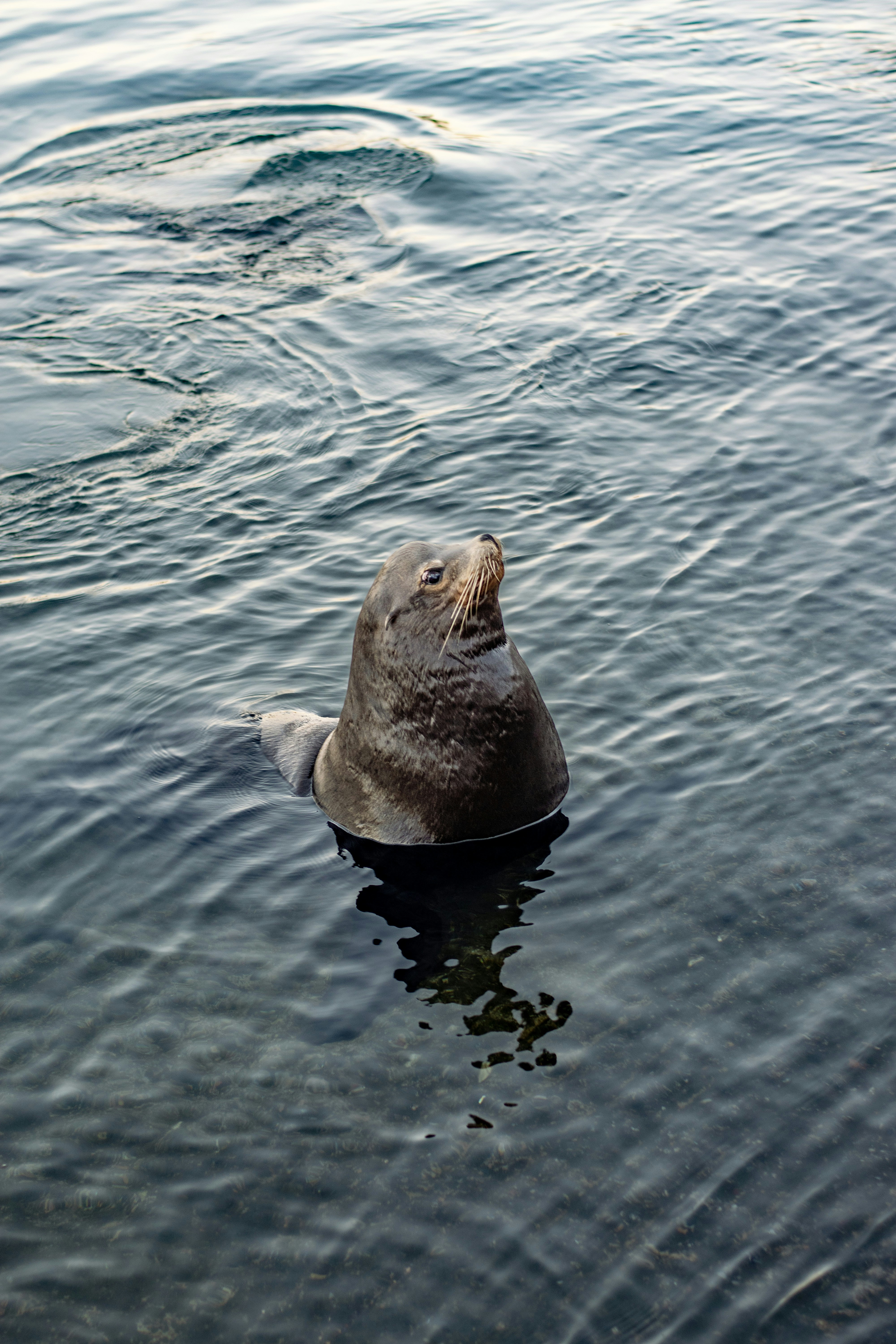 a seal in the water with a hat on its head