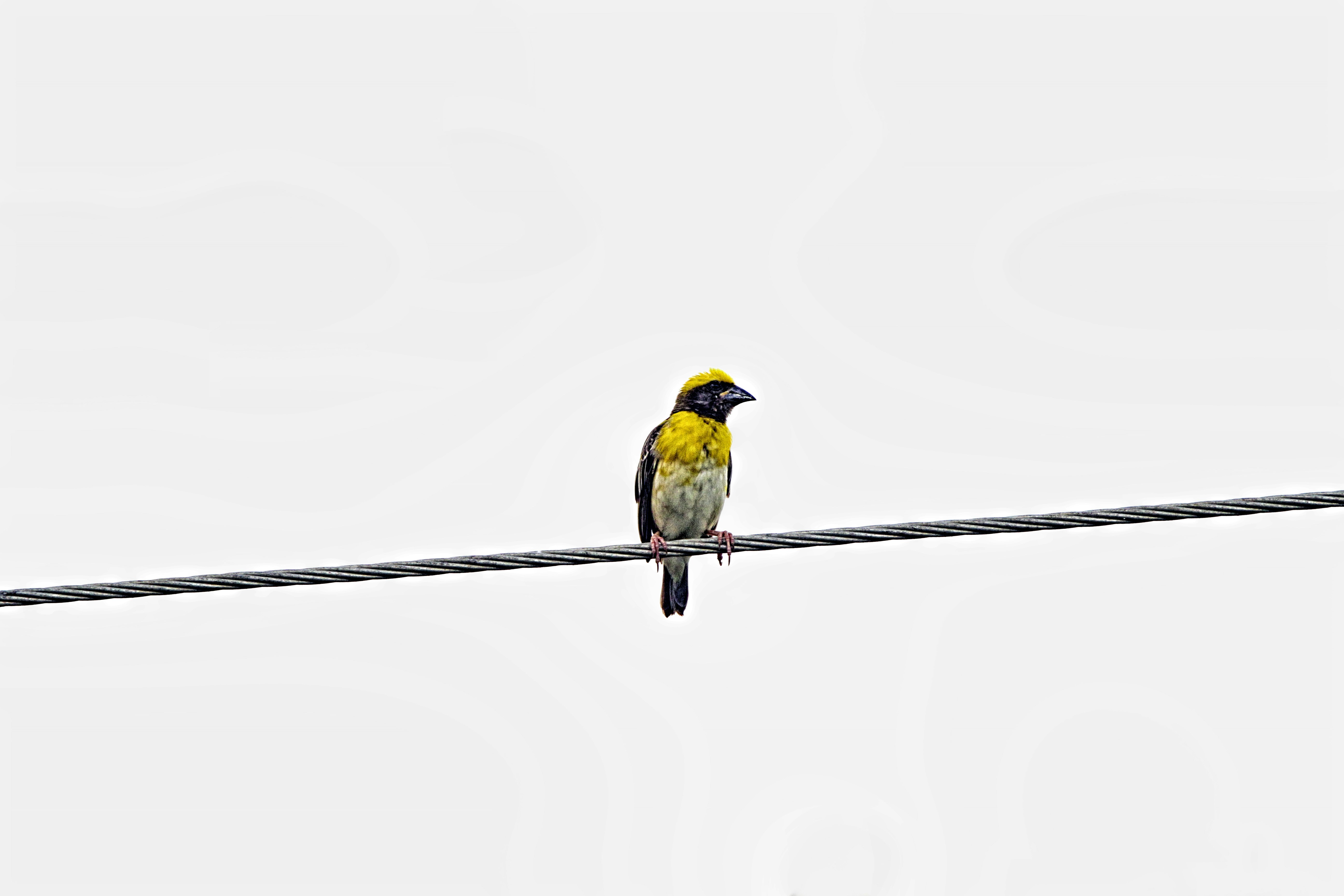 a small yellow and black bird sitting on a wire