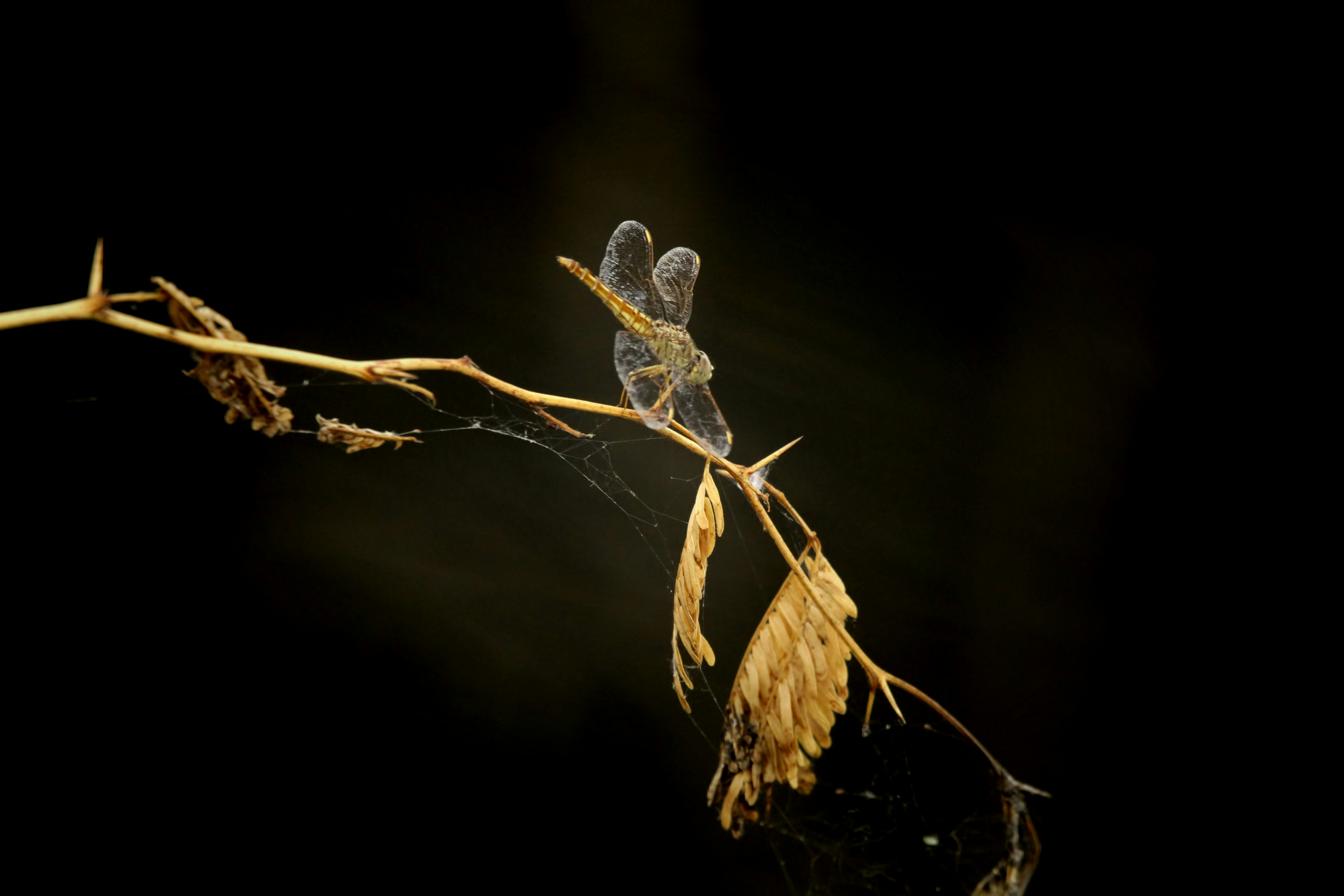 a small insect sitting on top of a dry plant