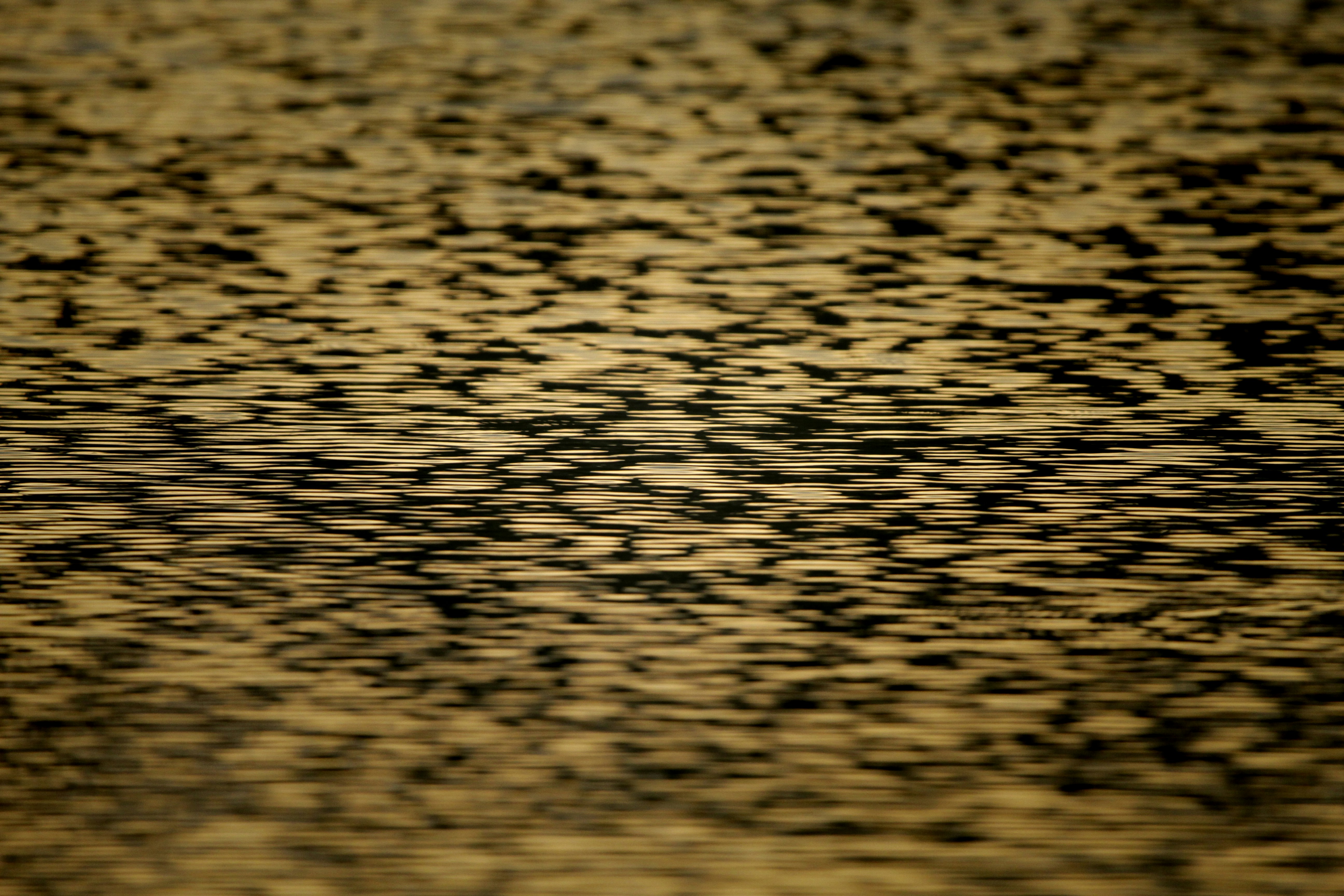 the reflection of a bird in the water